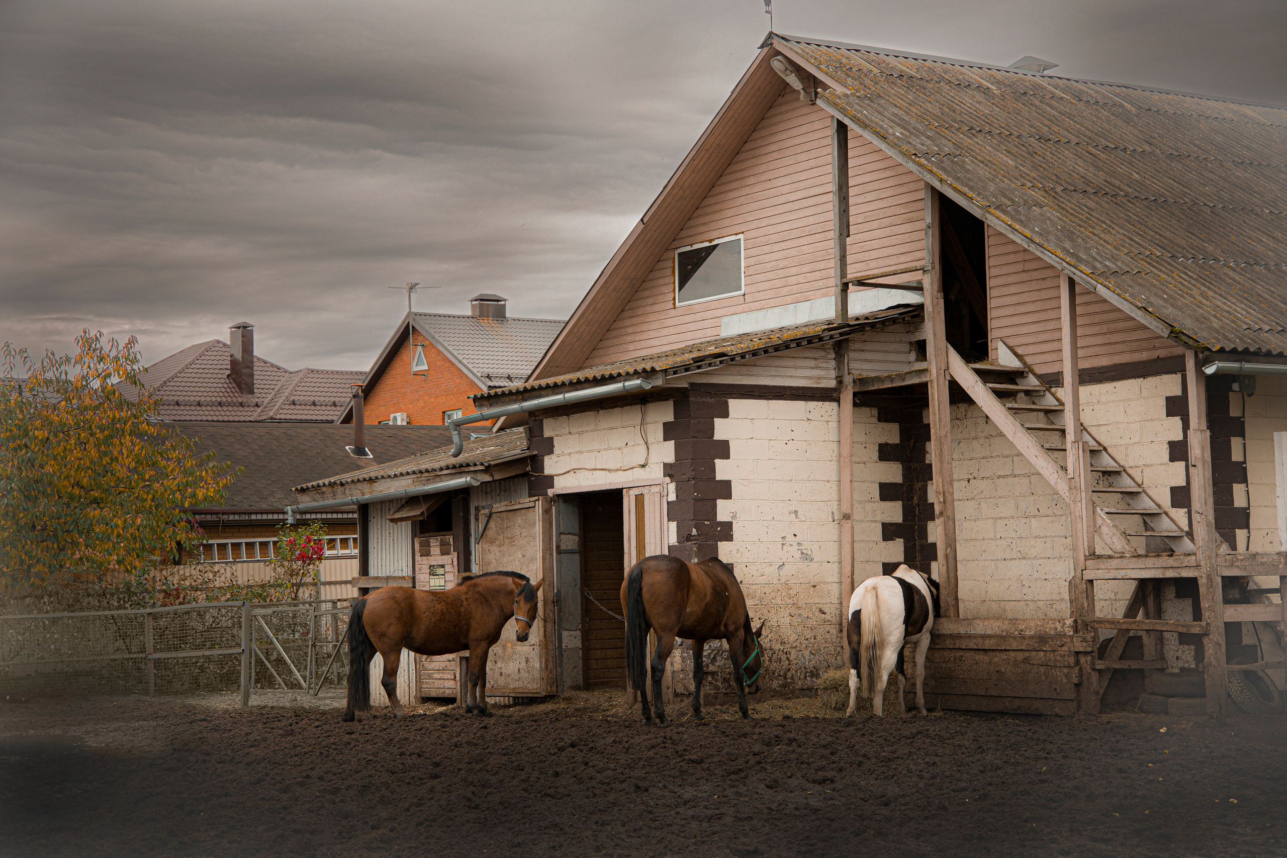 Фотограф Татьяна Марсуверских г. Жуковский, Москва и Мо. Репортажные съёмки, фотосессии с лошадьми,  фотограф анималист, фотосъёмка животных. Фотограф для маркетплейсов, фотоуслуги в Жуковском Татьяна Марсуверских