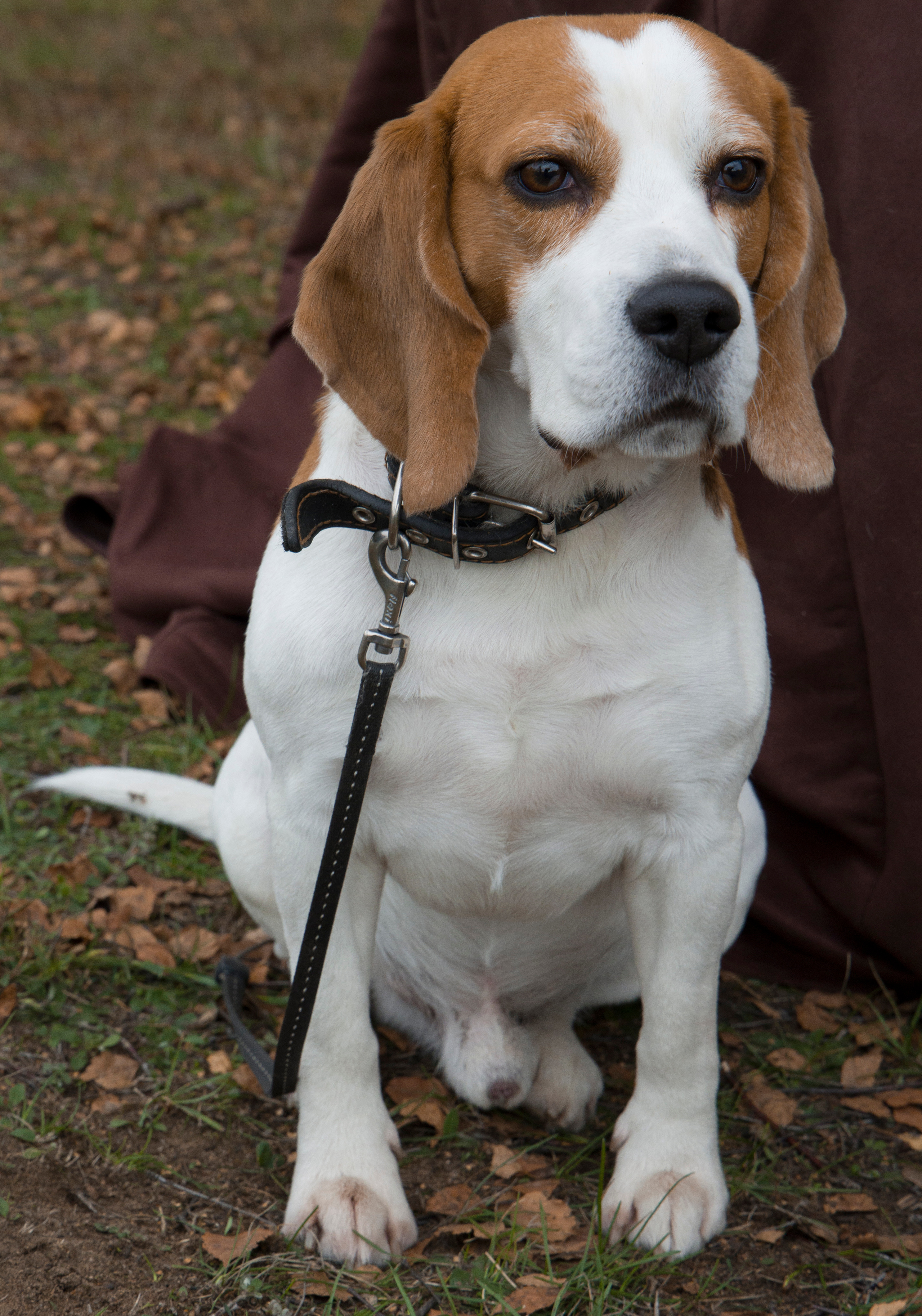 Фотограф Татьяна Марсуверских г. Жуковский, Москва и Мо. Репортажные съёмки, фотосессии,  фотограф анималист, фотосъёмка животных. Фотограф для маркетплейсов, фотоуслуги в Жуковском Татьяна Марсуверских