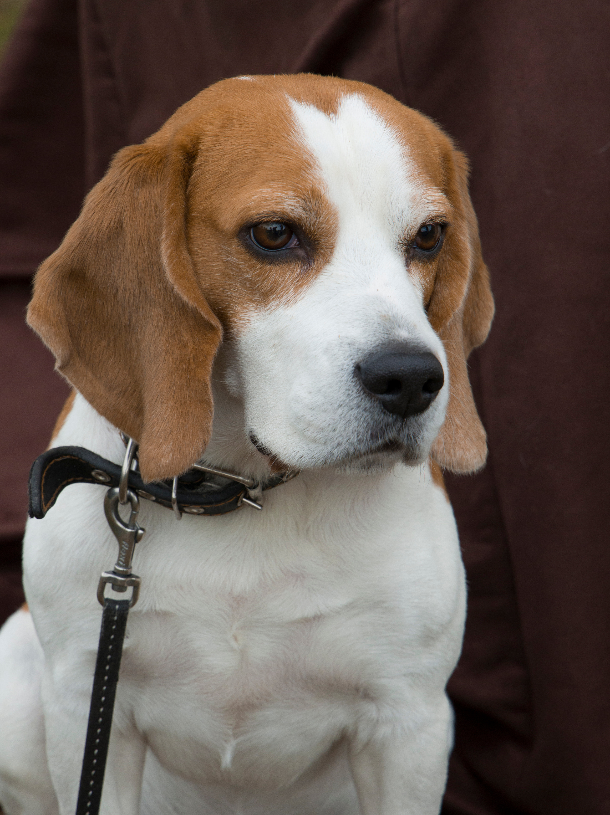 Фотограф Татьяна Марсуверских г. Жуковский, Москва и Мо. Репортажные съёмки, фотосессии,  фотограф анималист, фотосъёмка животных. Фотограф для маркетплейсов, фотоуслуги в Жуковском Татьяна Марсуверских