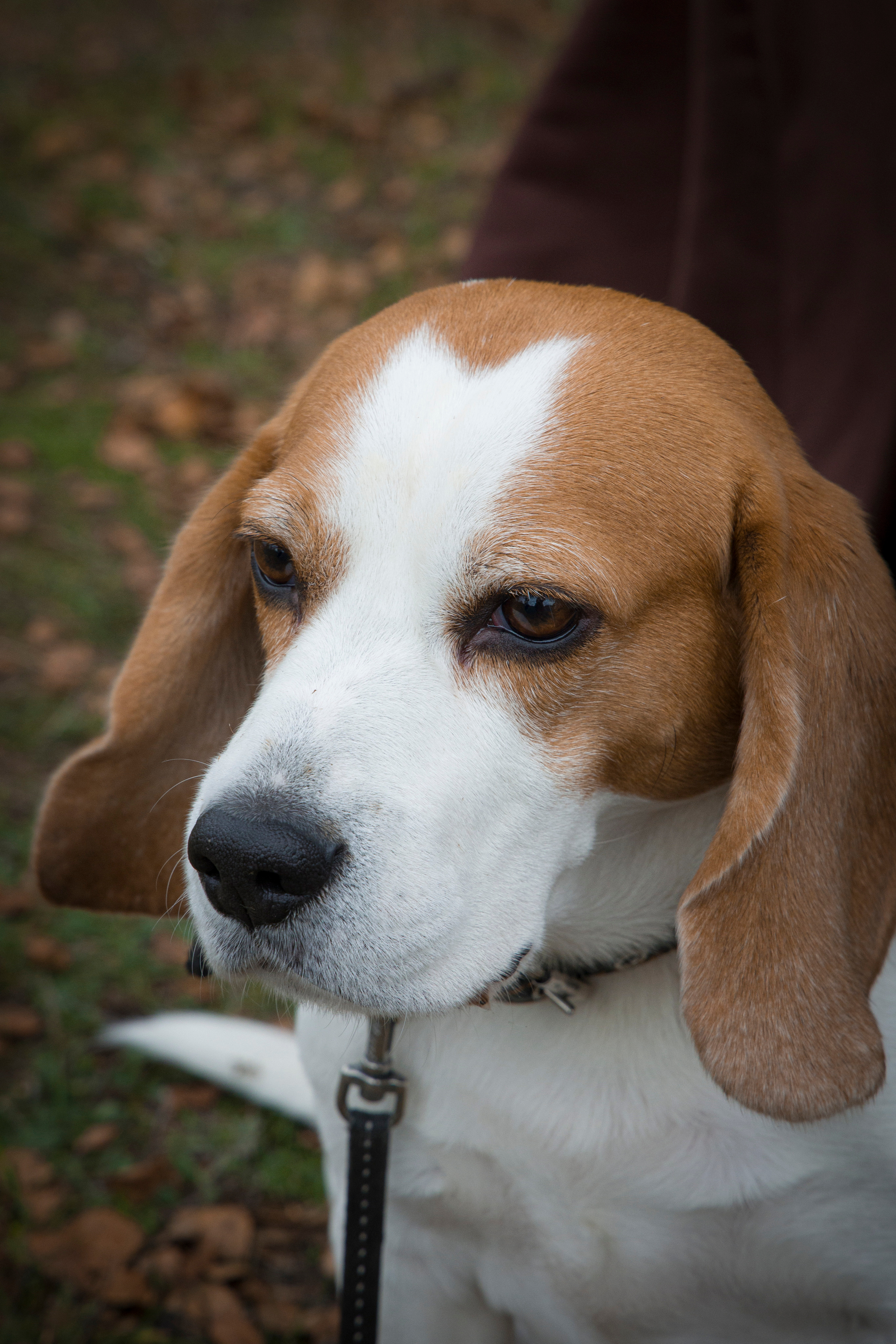 Фотограф Татьяна Марсуверских г. Жуковский, Москва и Мо. Репортажные съёмки, фотосессии,  фотограф анималист, фотосъёмка животных. Фотограф для маркетплейсов, фотоуслуги в Жуковском Татьяна Марсуверских