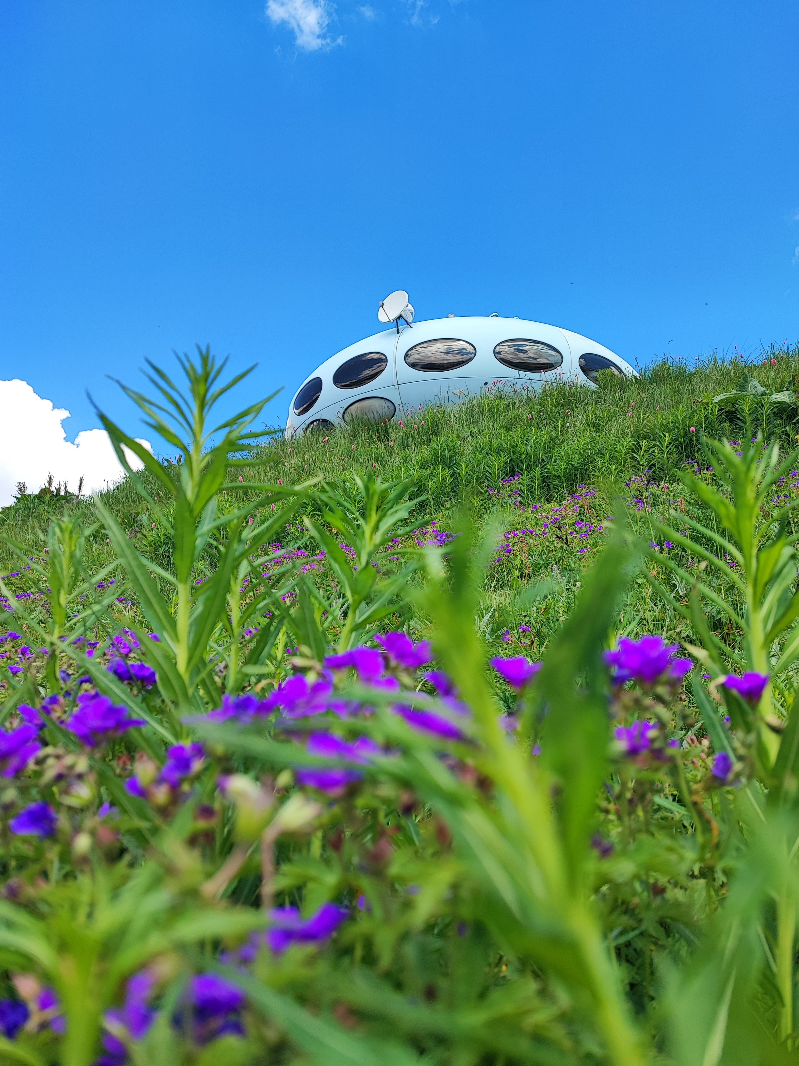 Намобилкус кавказский. Репортажный фотограф Алексей Пирязев