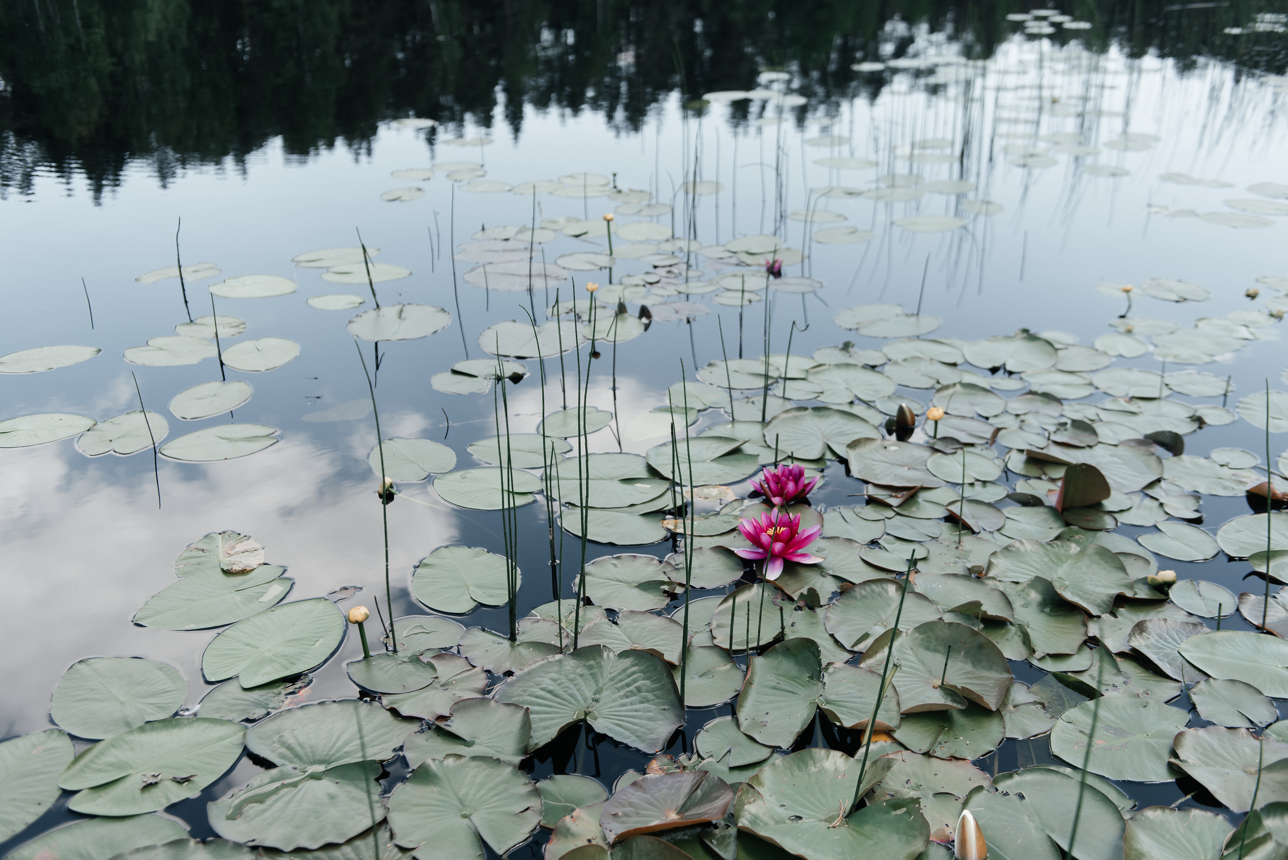 Elena & Vadim. Свадебный и семейный фотограф | Екатерина Вяткина