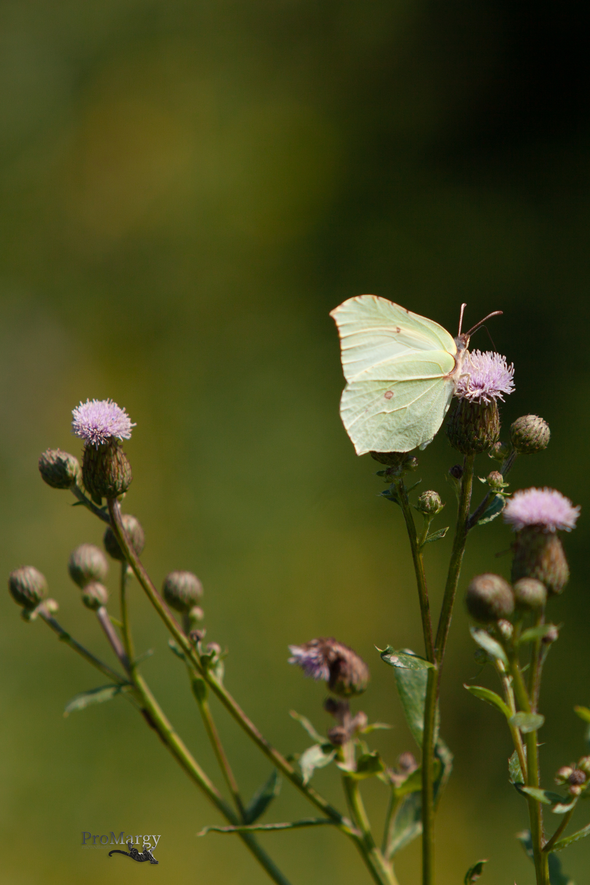Дорожные путешествия 2021. Фотограф и ретушер Маргарита Павлюк Москва