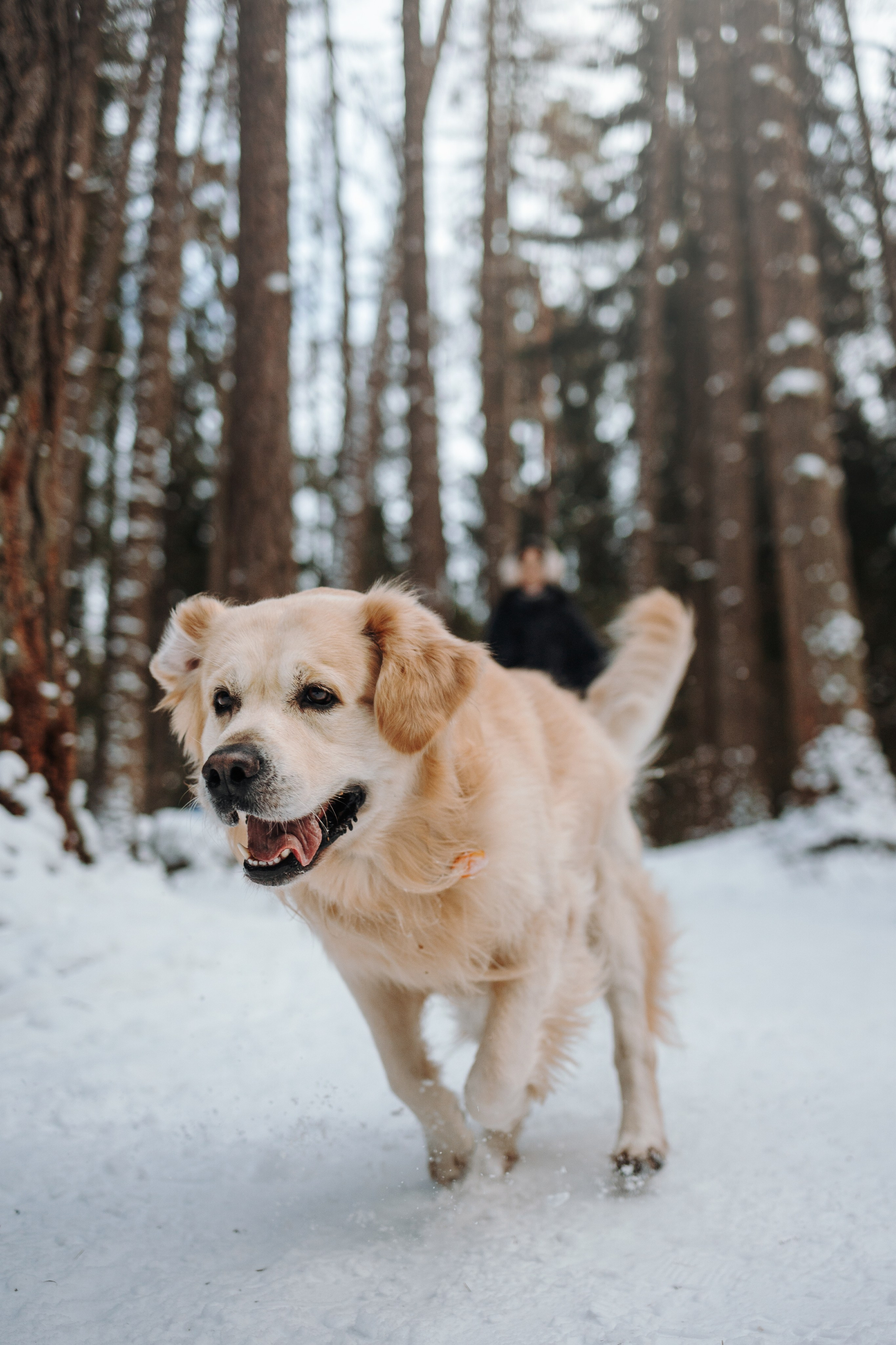 Вика и Лёва. Фотограф — Анималист | Санкт-Петербург