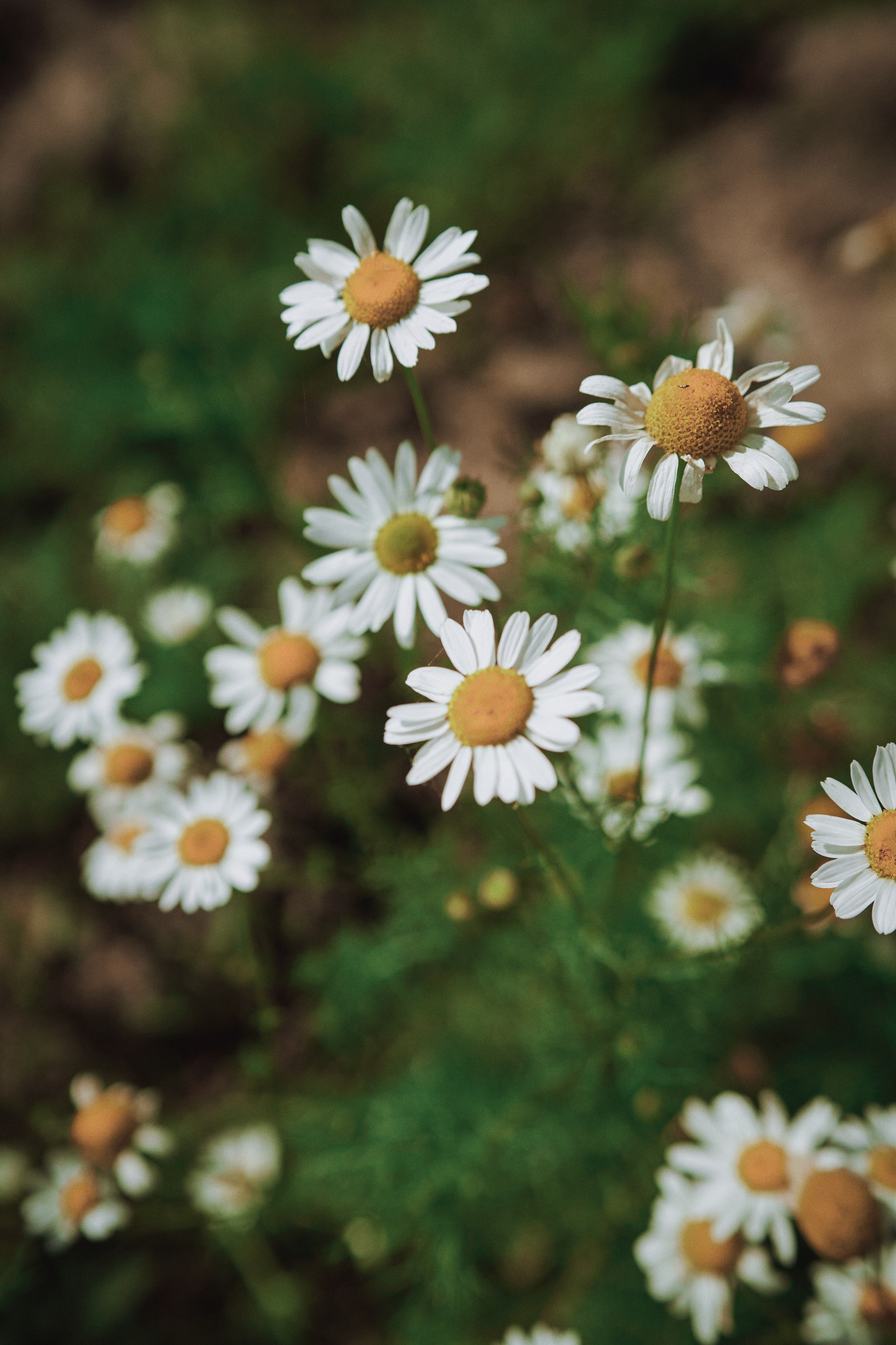 Поле с ромашками. Фотограф в Санкт-Петербурге | Аня Маленчук