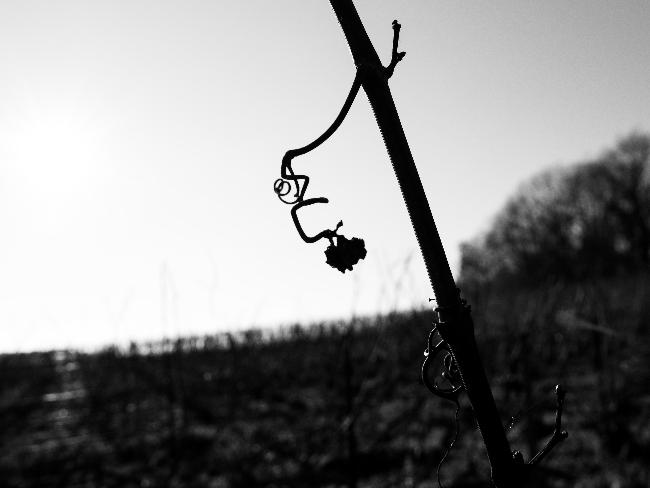 Champagne 2025. Фотограф в Крыму Алевтина Швец