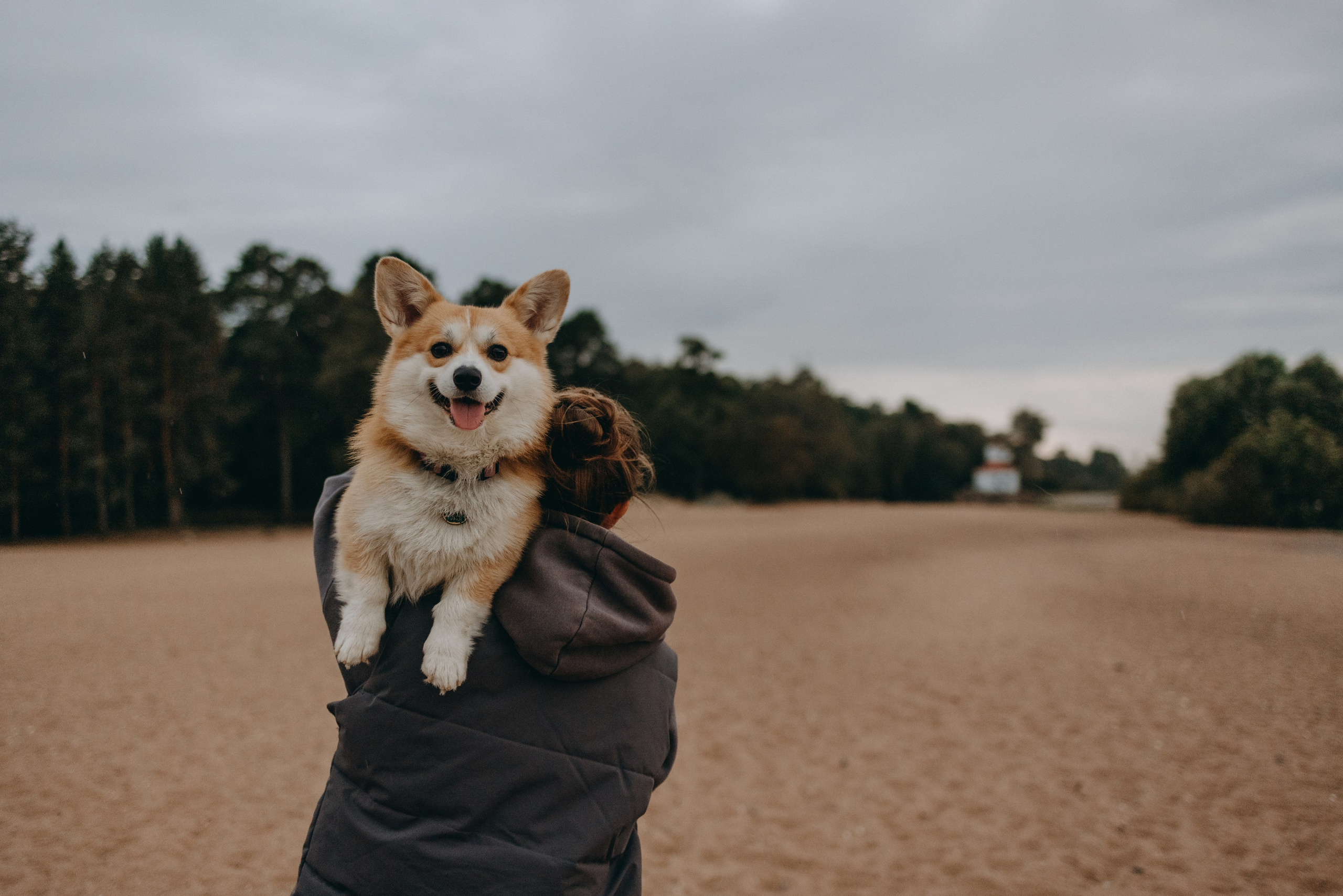 Лиза и Бакс. Фотограф — Анималист | Санкт-Петербург