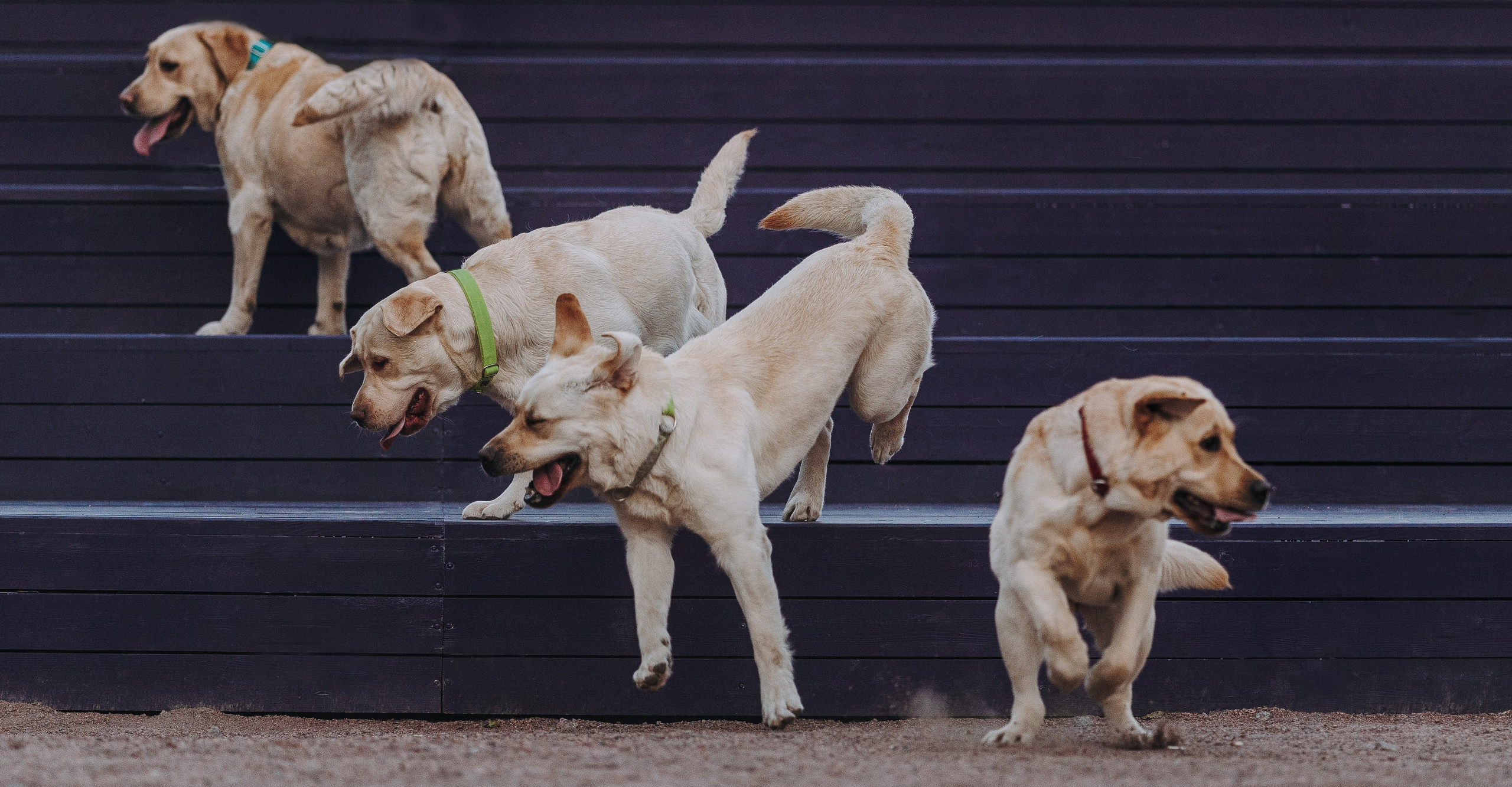 Фотосъёмка с вашими питомцами. Фотограф анималист в Спб недорого Олеся Майорова