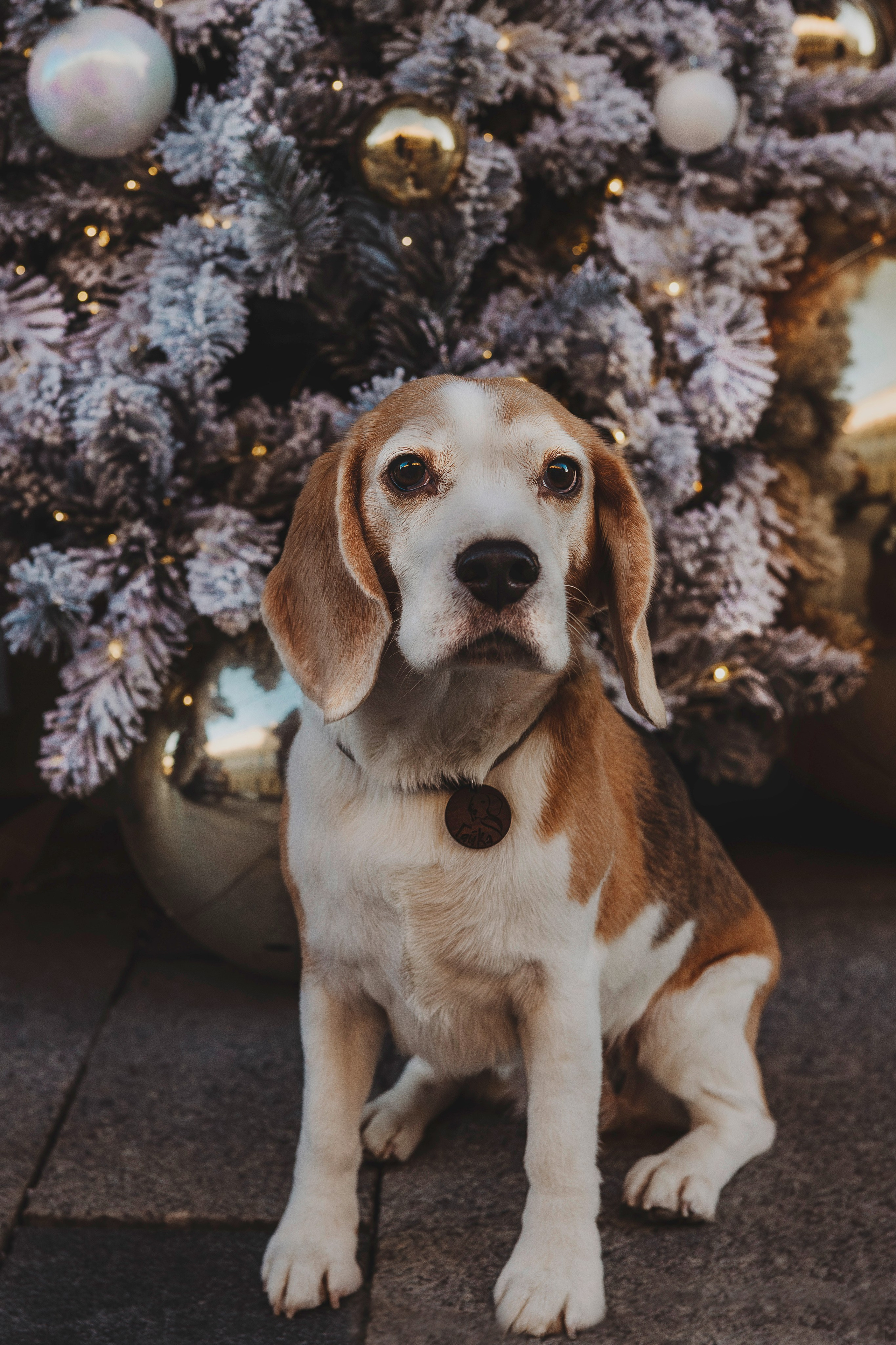 Ксения и Гаечка. Фотограф анималист в Спб недорого Олеся Майорова