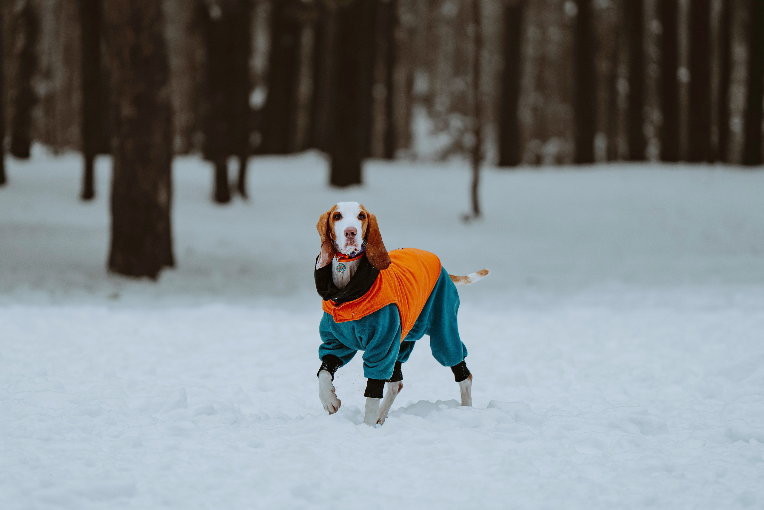 Ольга, Рора и Румпель. Фотограф анималист в Спб недорого Олеся Майорова