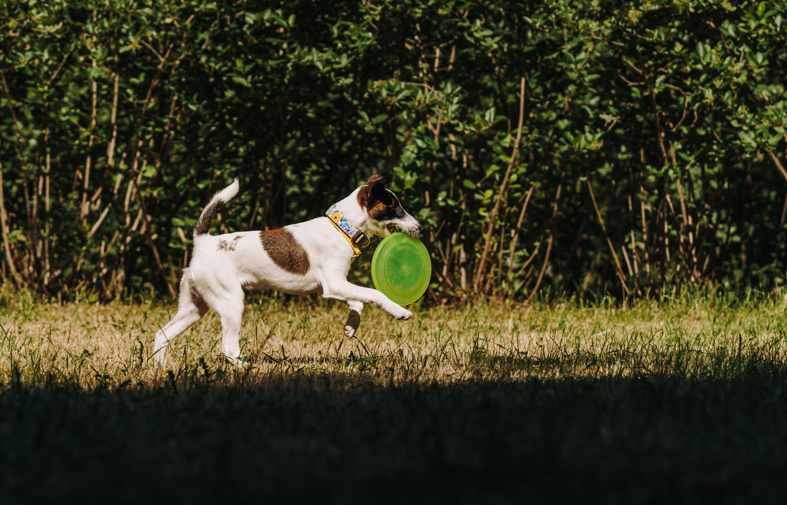 Ксения и Перри. Фотограф анималист в Спб недорого Олеся Майорова