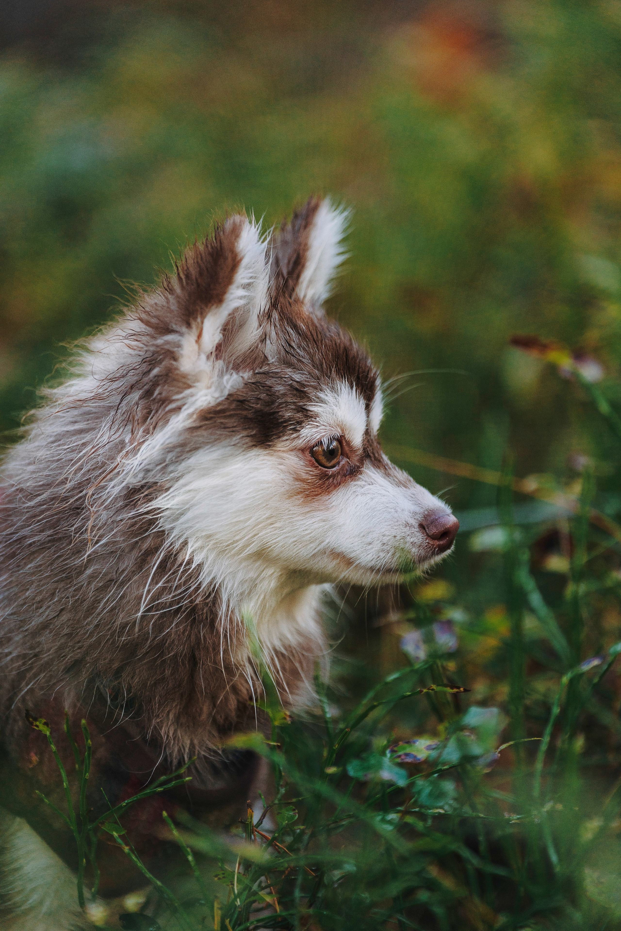 Катерина и Дрэка. Фотограф анималист в Спб недорого Олеся Майорова