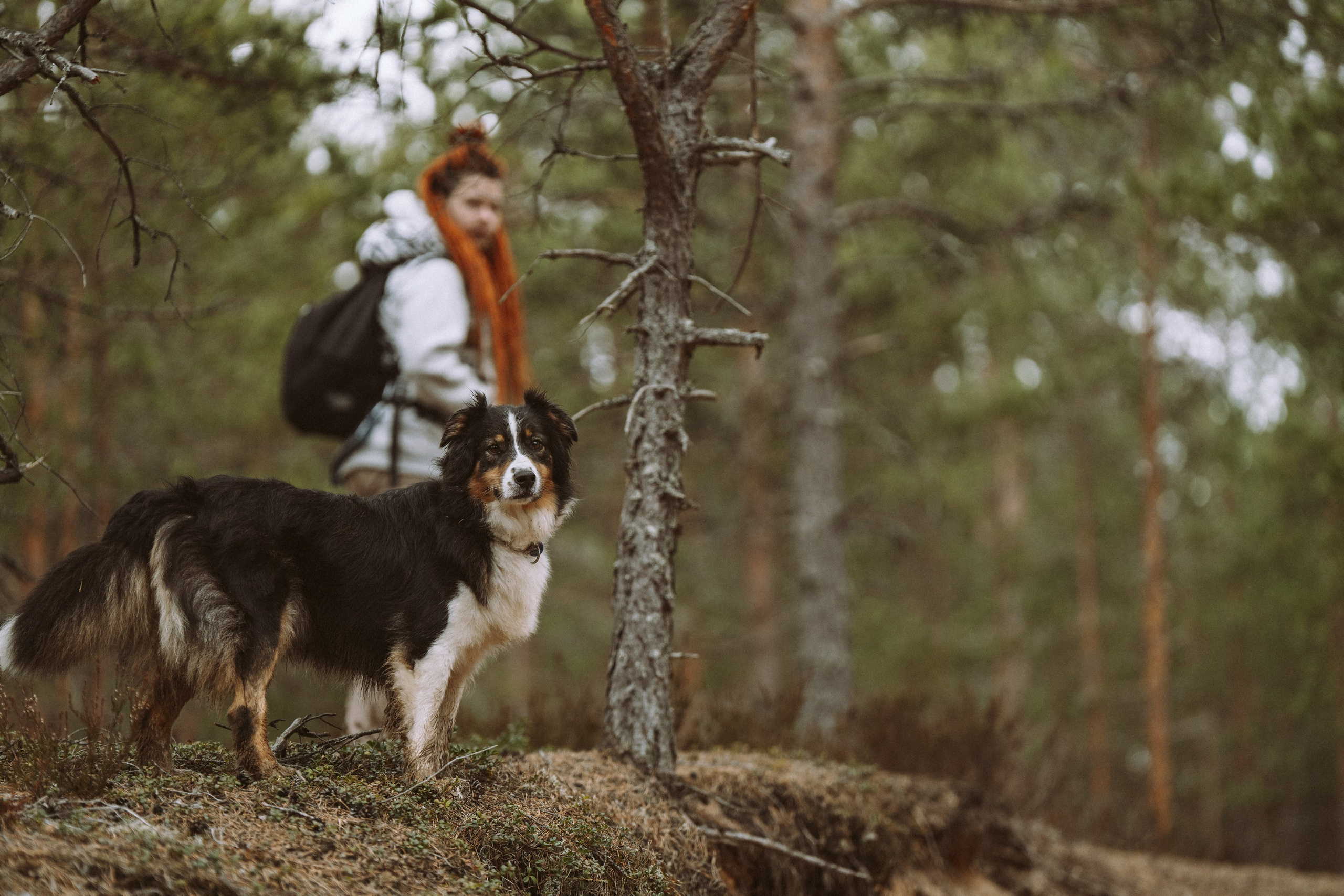 Дог трекинг к финскому хутору. Фотограф анималист в Спб недорого Олеся Майорова