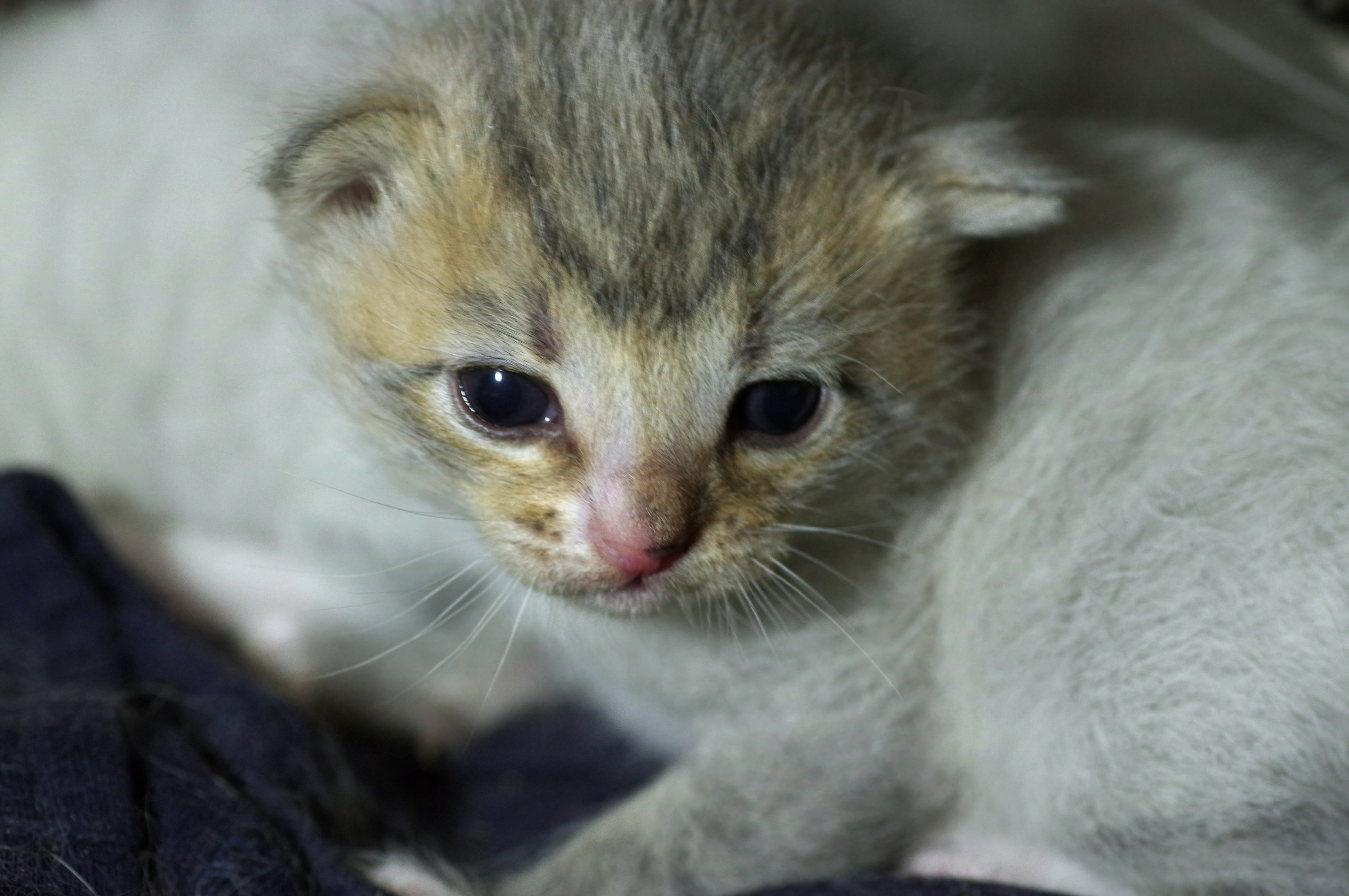 Котятам 13 дней. Вадим Шейдин