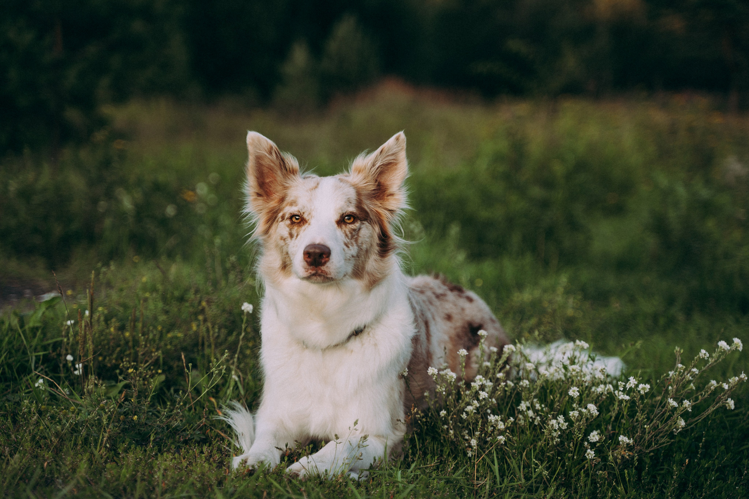 Хвостики. Главная