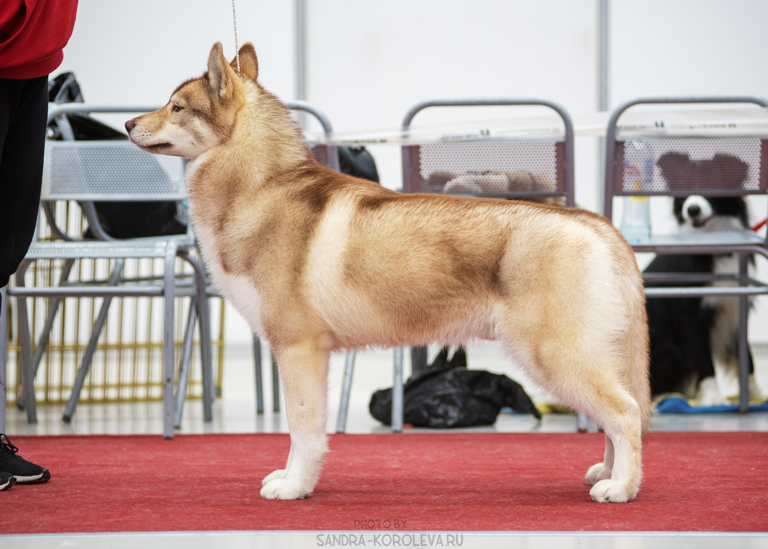 Выставка собак тюмень 14.01.2023. Дог-фотограф в Тюмени Александра Королева
