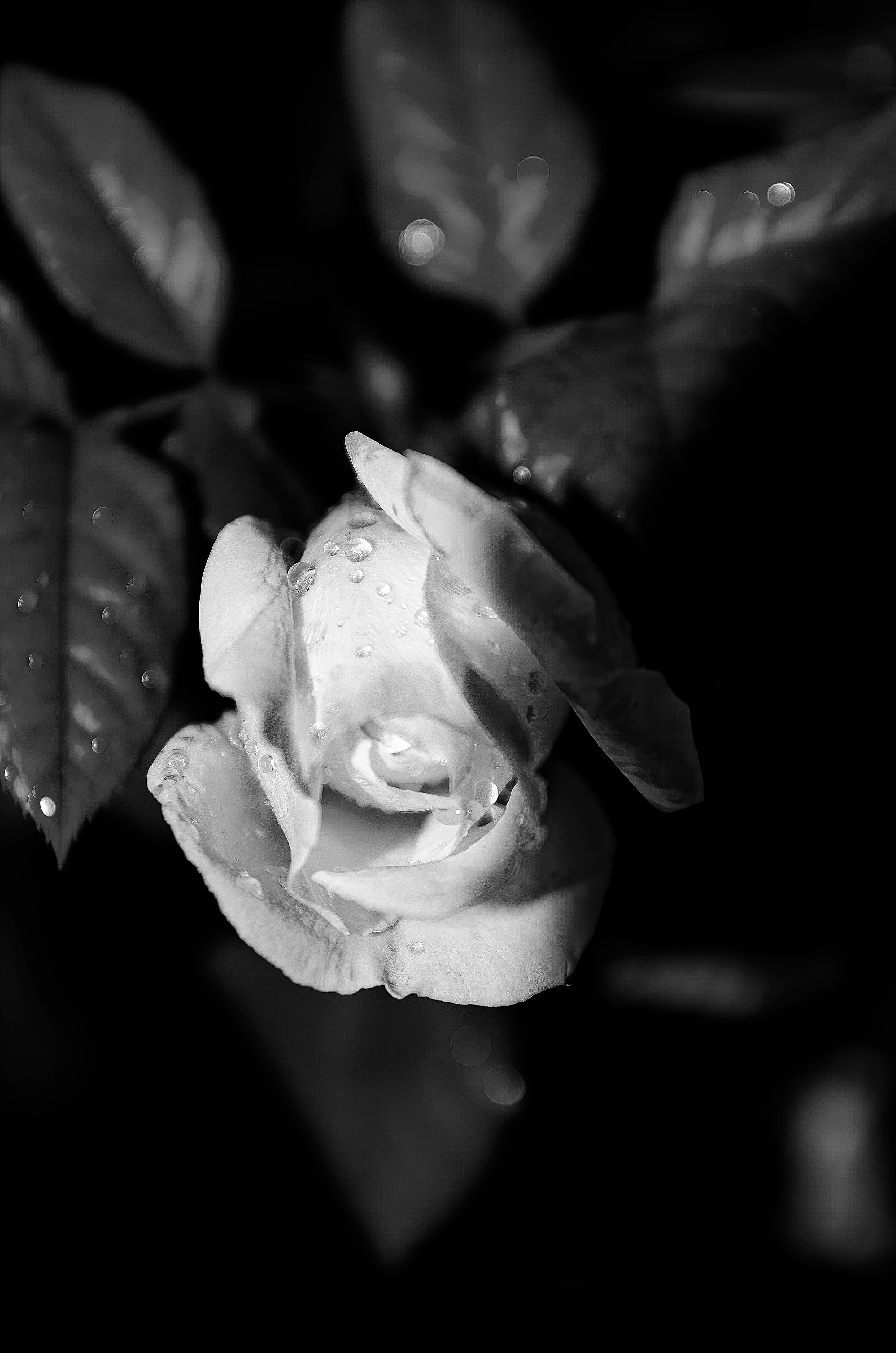 Дары Природы. Sreda fotoArt