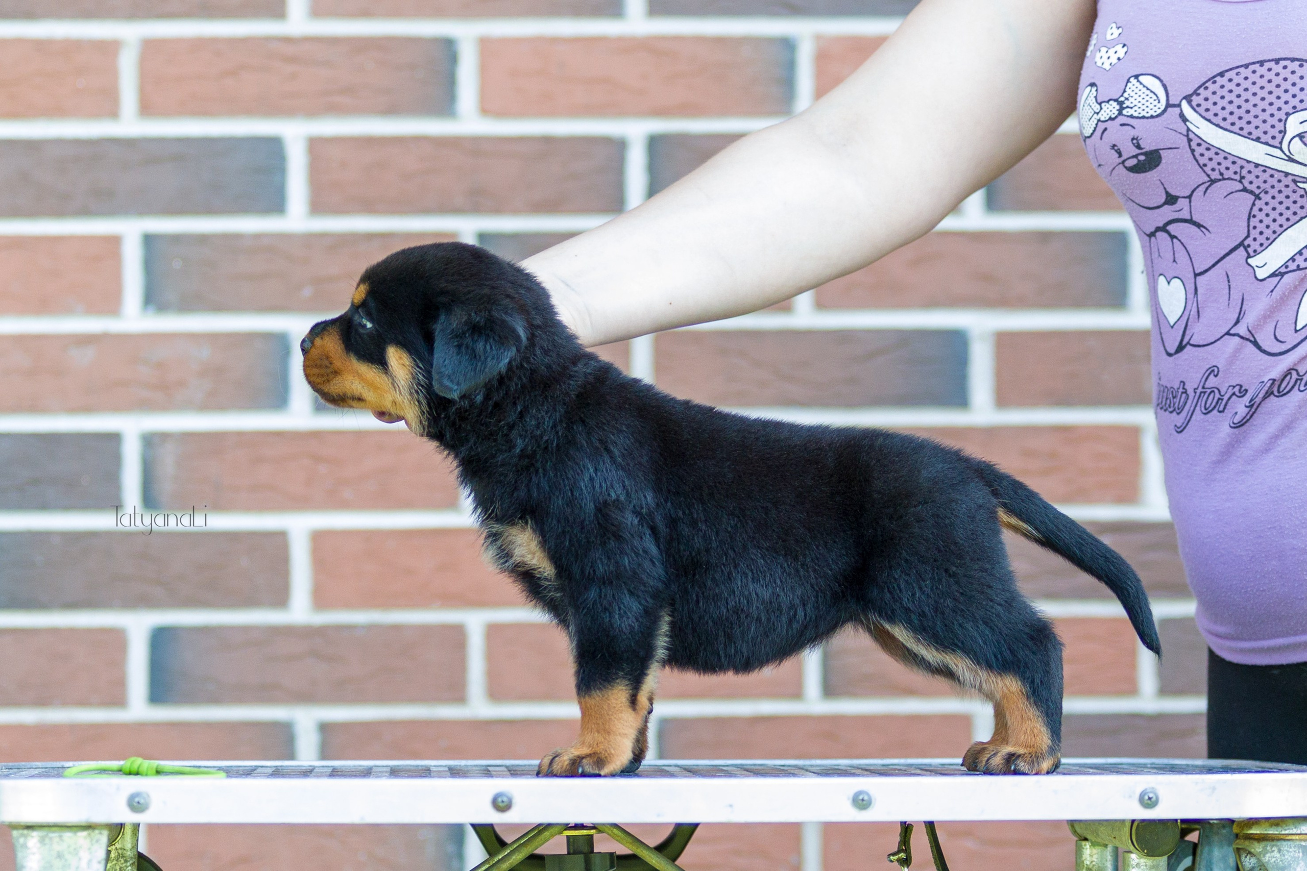 Ротвейлер. Фотограф — анималист Татьяна Ли