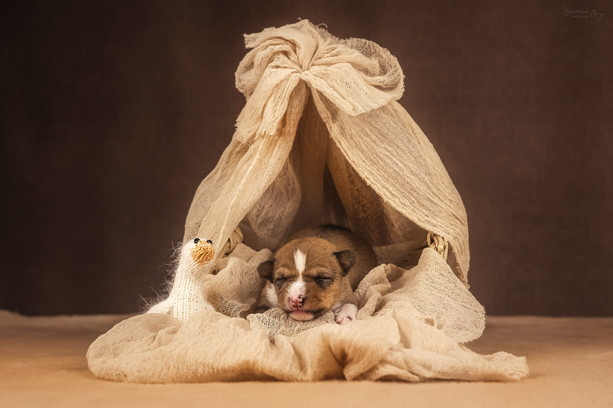 Басеньки. Фотограф анималист Аня Ливанова | Рыбинск