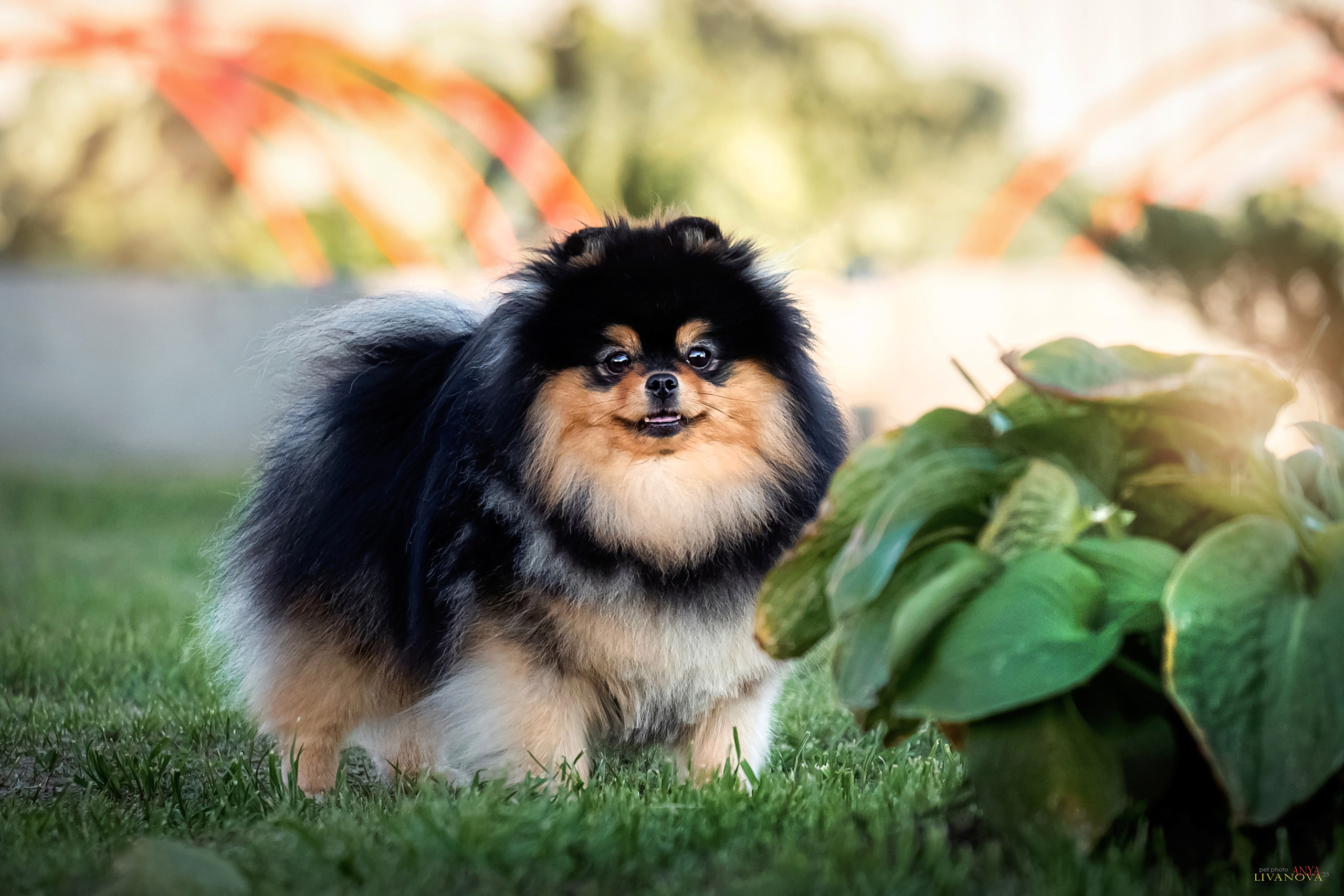 Шпицы. Фотограф анималист Аня Ливанова | Рыбинск