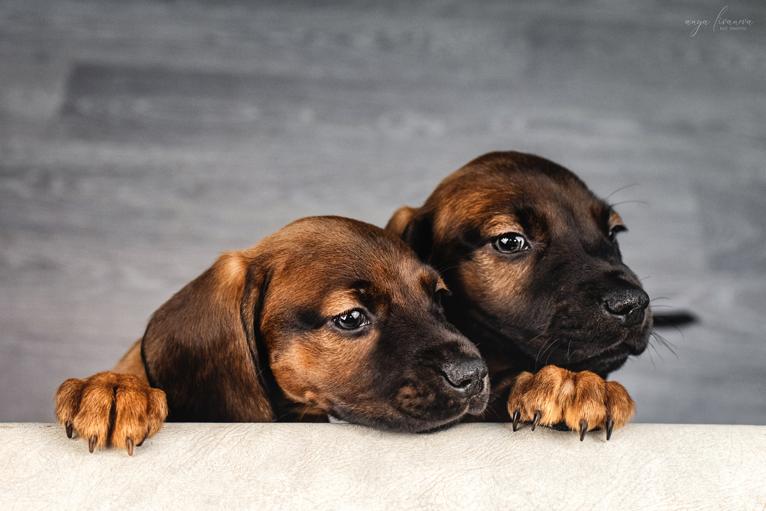 Баварки. Фотограф анималист Аня Ливанова | Рыбинск