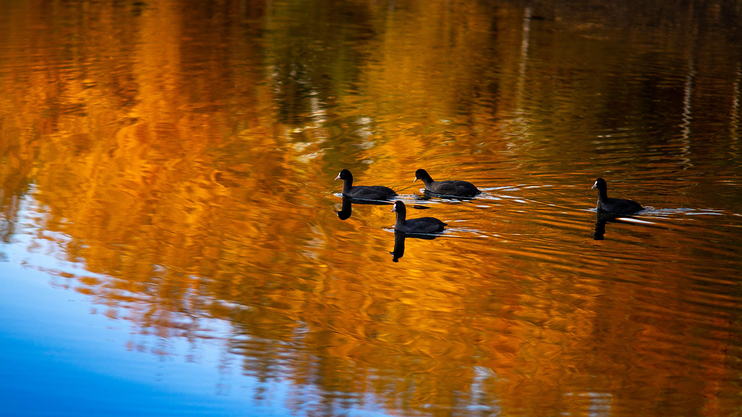 уточки осенью плавают стаей