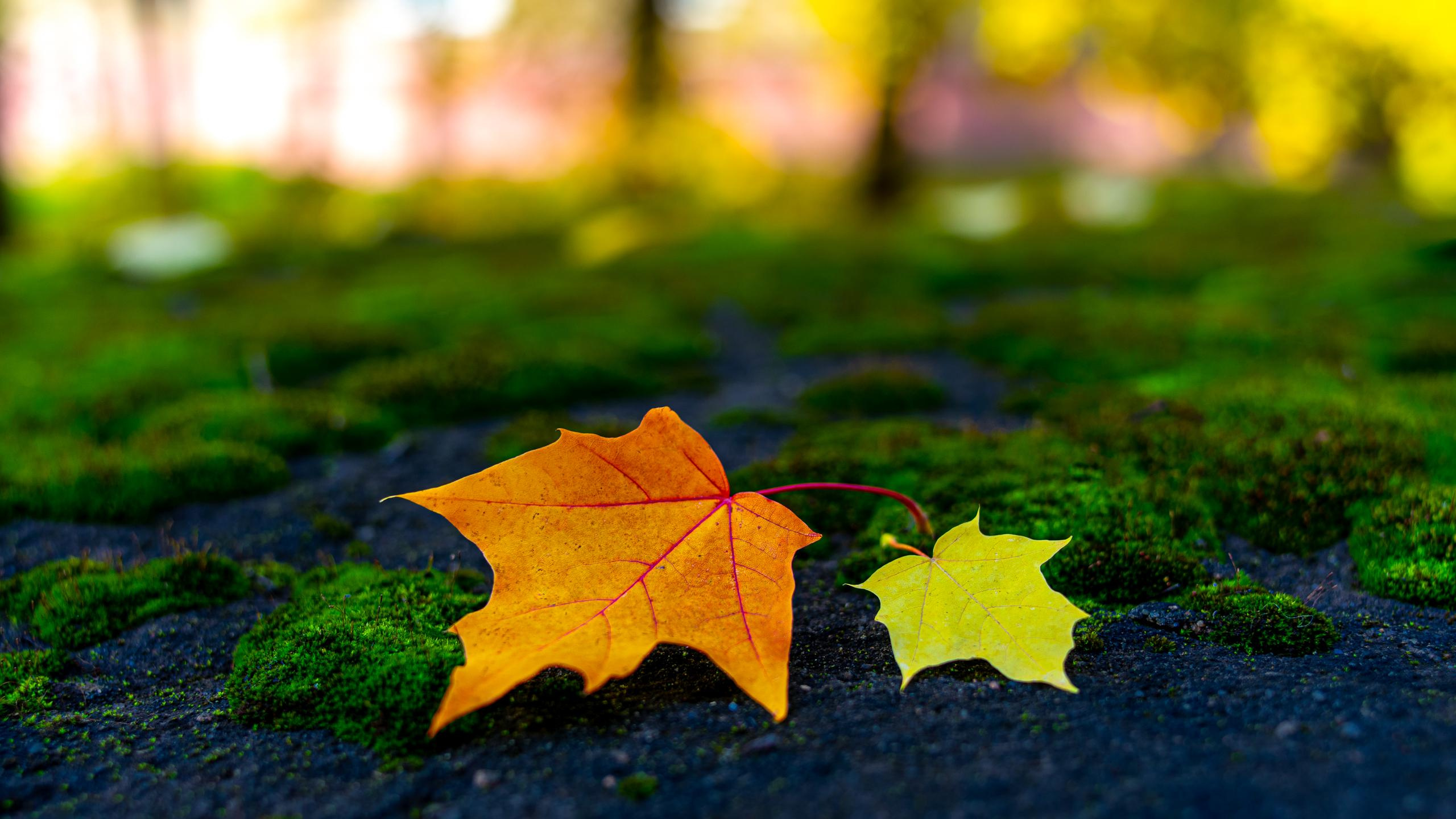 два листочка желтый и оранжевый вокруг мох и темно синий камень