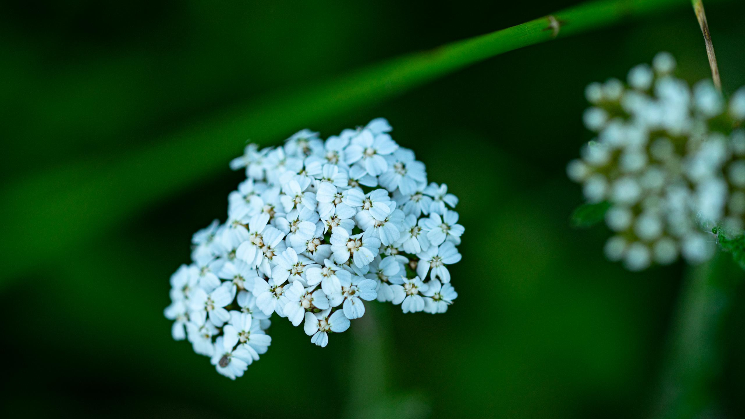 бело растение с маленькими цветками и ярко зеленым фоном
