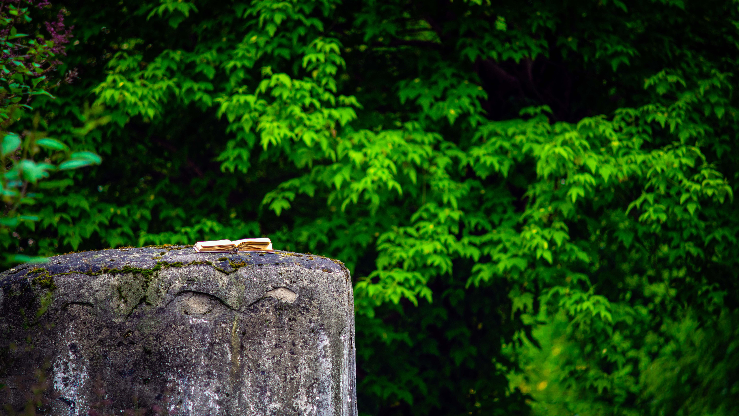 книга в лесу зеленая листва каменный постамент сказка
