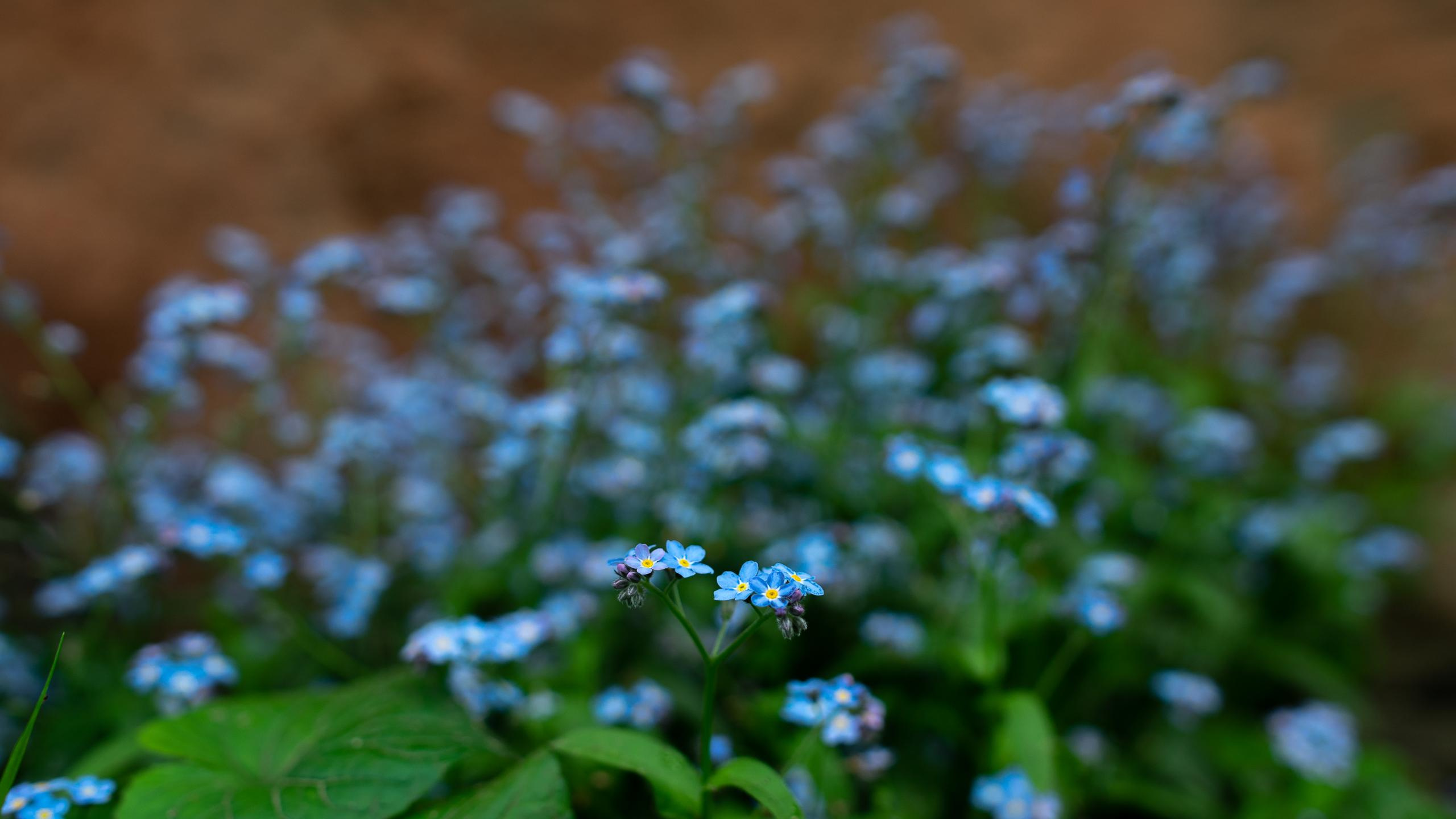 голубые цветы на мягко зеленом и коричневом фоне