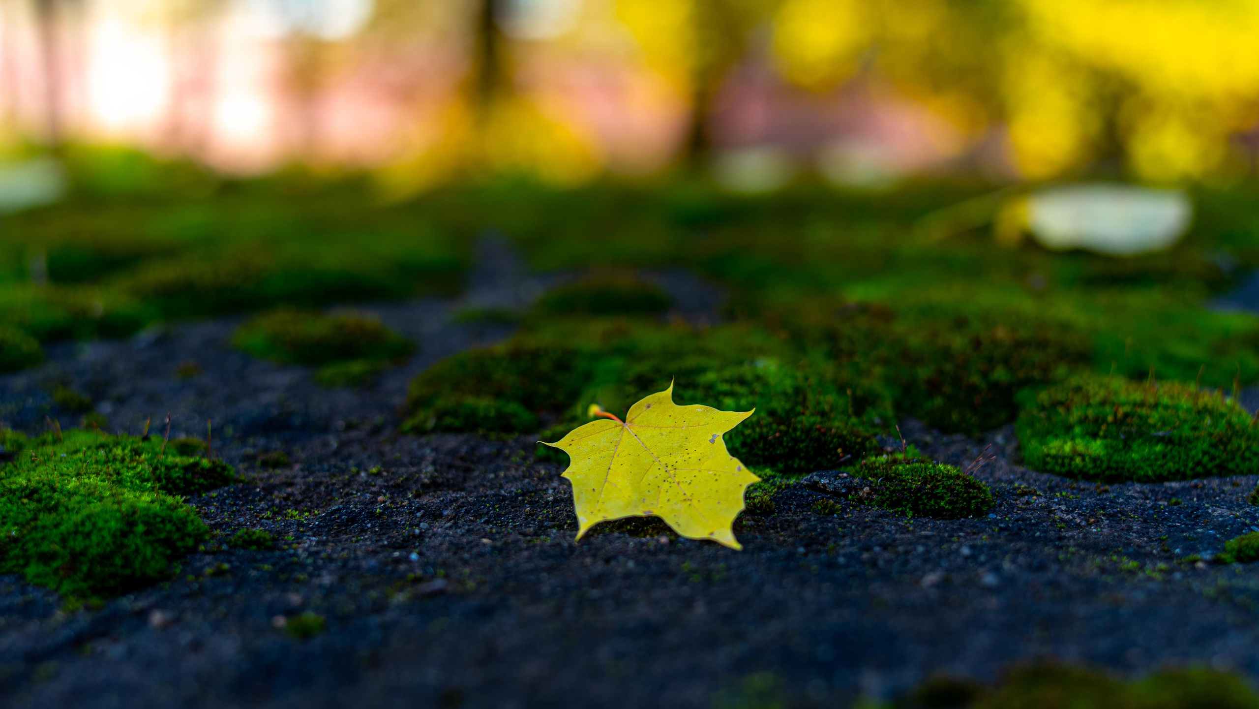 осенний листок лежит на темном асфальте с зеленым мхом