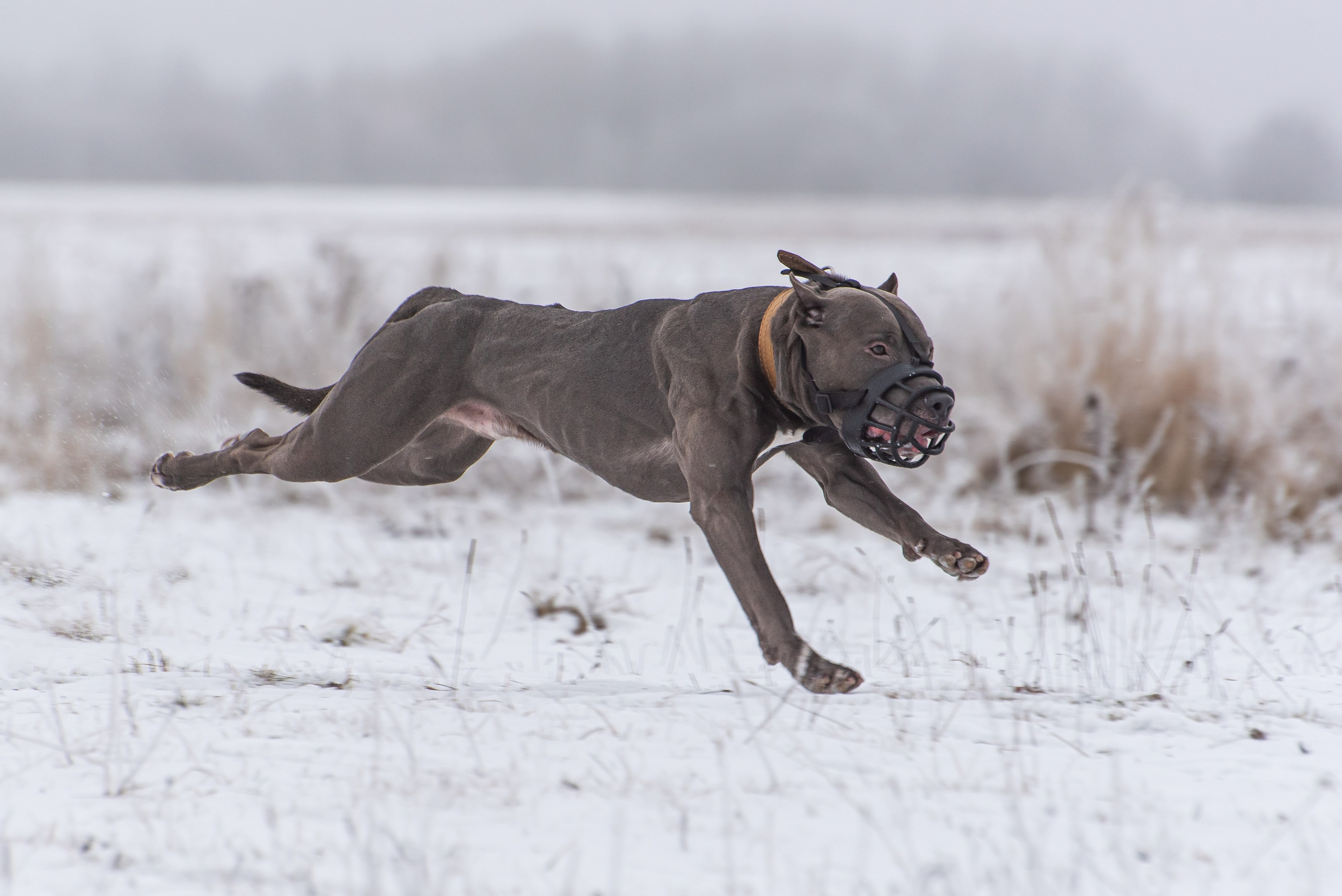 Бега за механической приманкой (Курсинг). Фотограф Макс Огурцов в Нижнем Новгороде