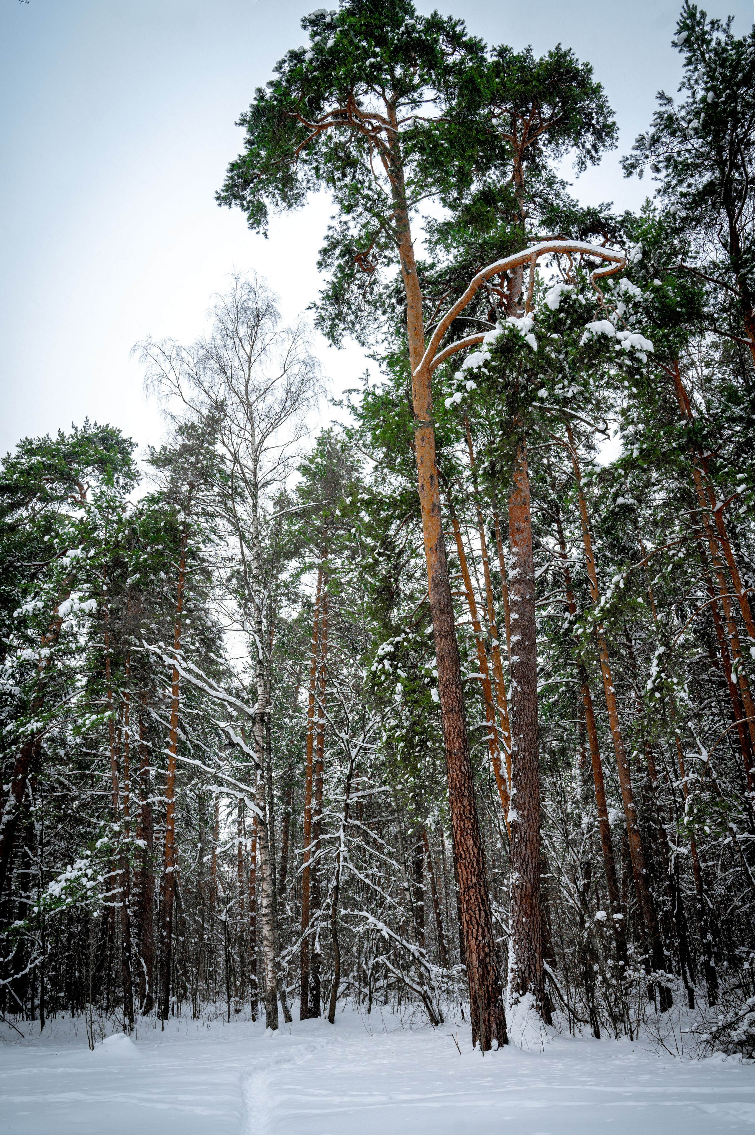 Прогулка с собакой. Зима, лес, Москва. Vadim Nevenglovskii Фотограф в разных жанрах