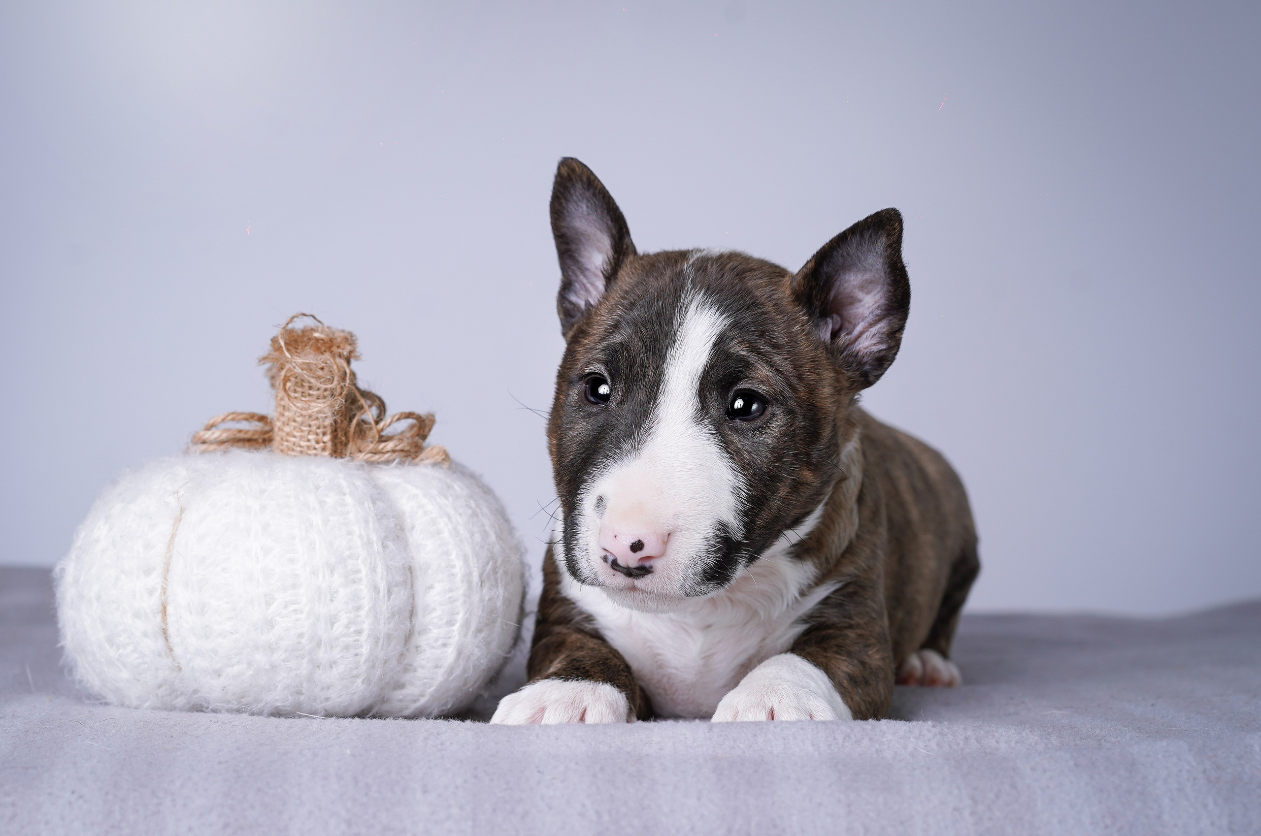 Щенки минибуля. Фотограф-анималист в Санкт-Петербурге Яна Мартынова
