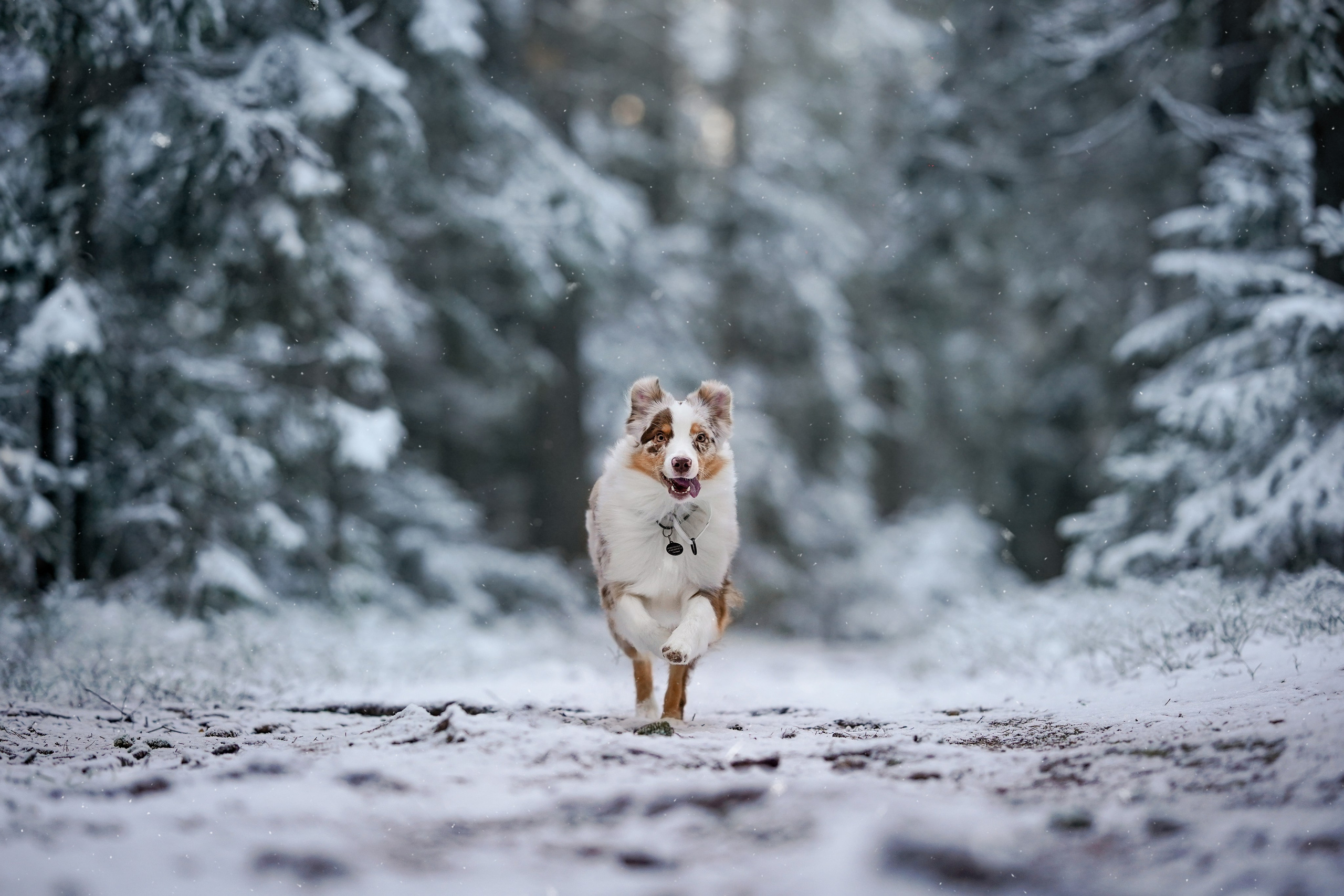 Панда зимний лес. Фотограф-анималист в Санкт-Петербурге Яна Мартынова
