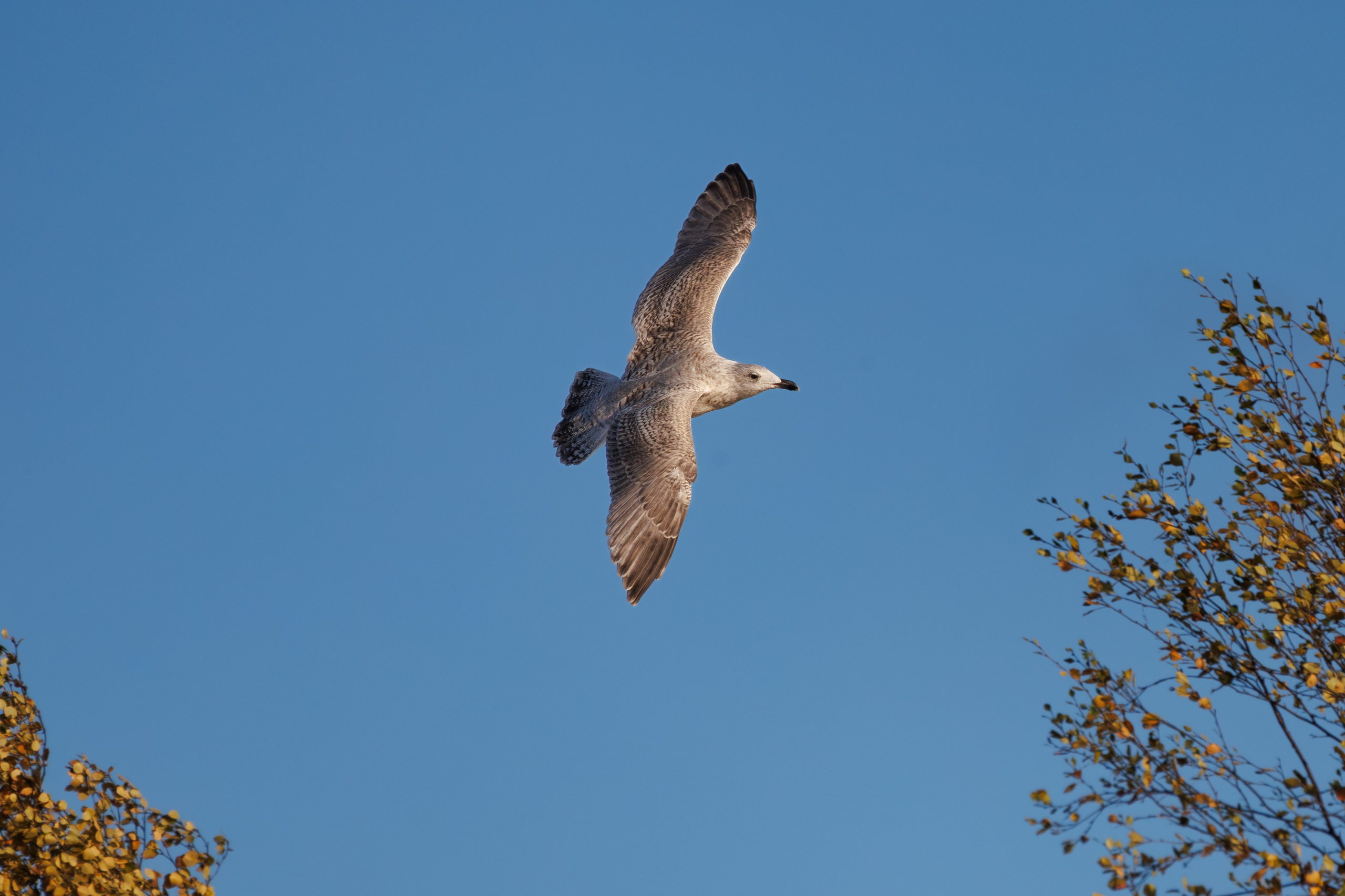 Птицы г. Мурманска. Птицы парков г. Люберцы