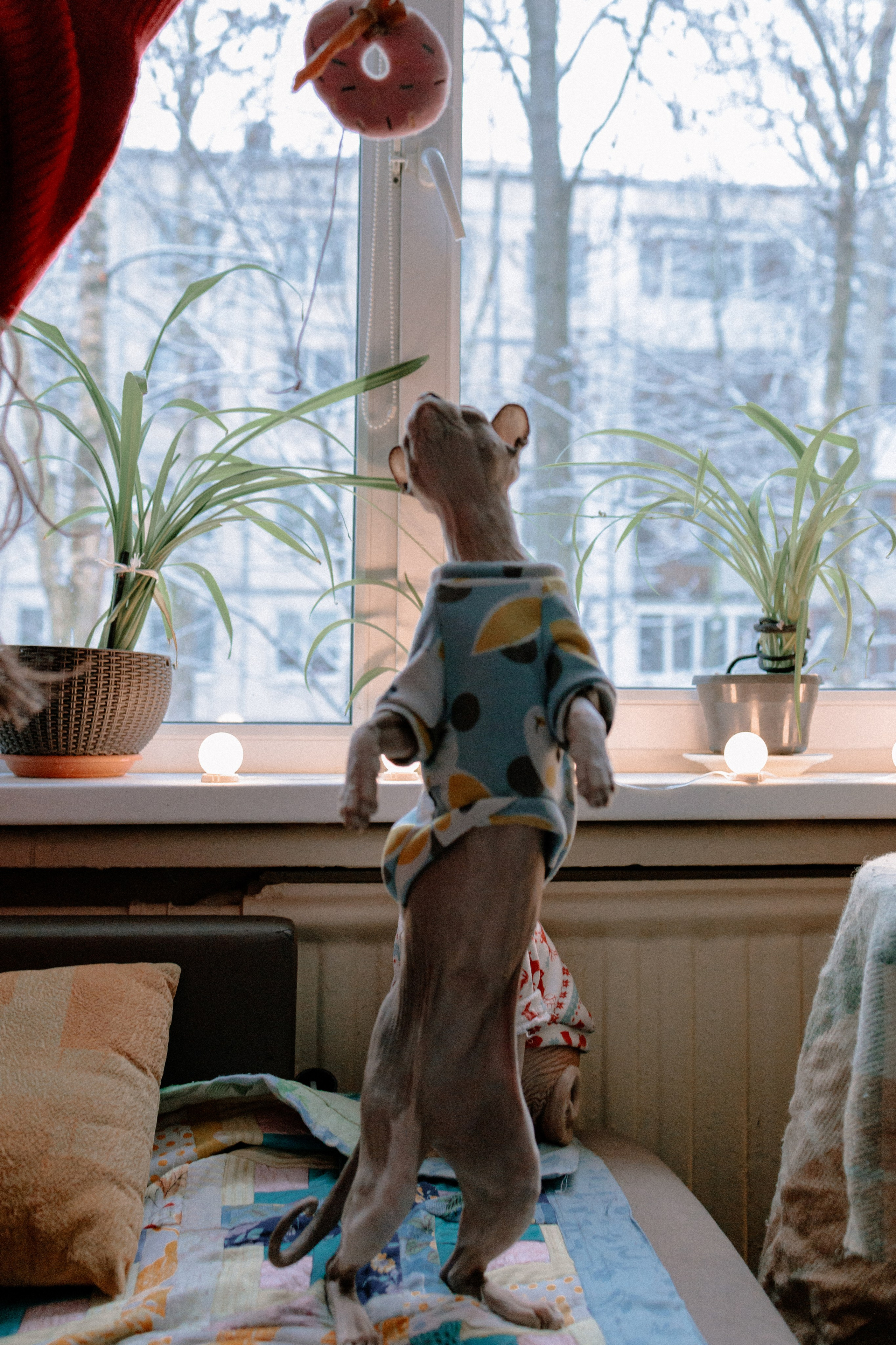 Алиса и котики. Фотограф в Санкт-Петербурге Алёна Губинская