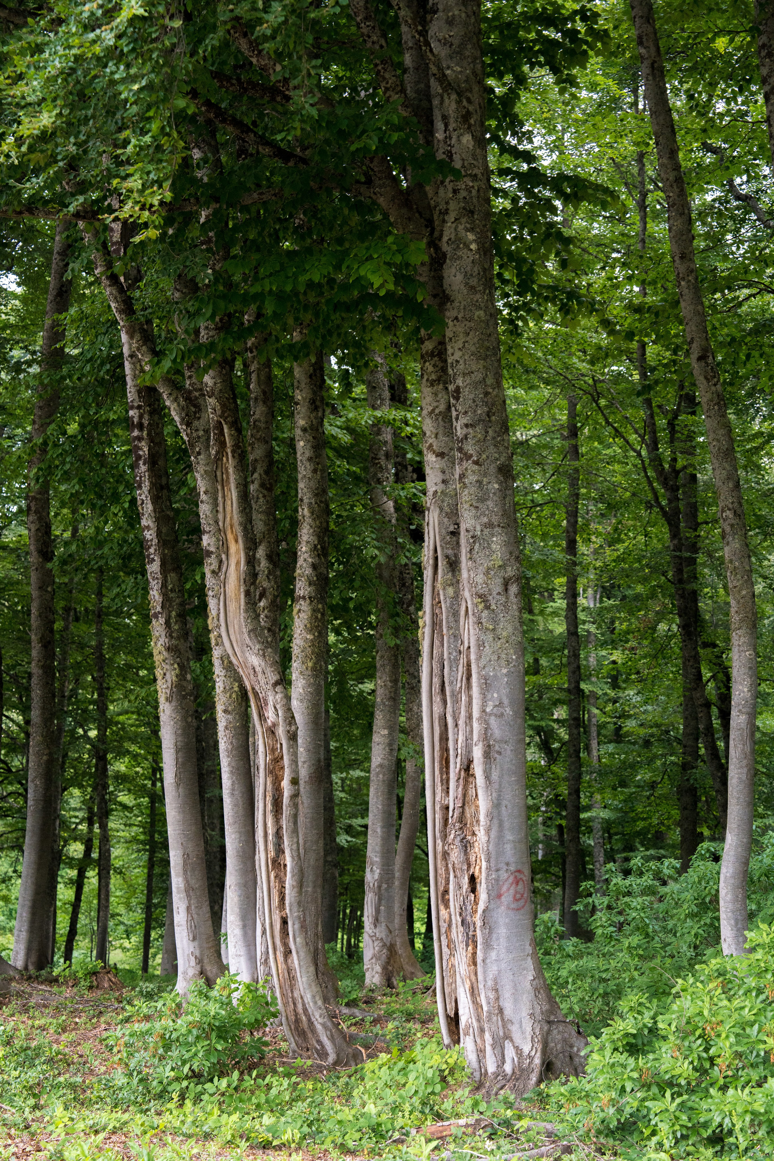 MICE мероприятие для компании «Доставка морем»: хайкинг к Ачипсинским водопадам. Репортажный фотограф в Красной Поляне и Сочи Павлюченко Екатерина