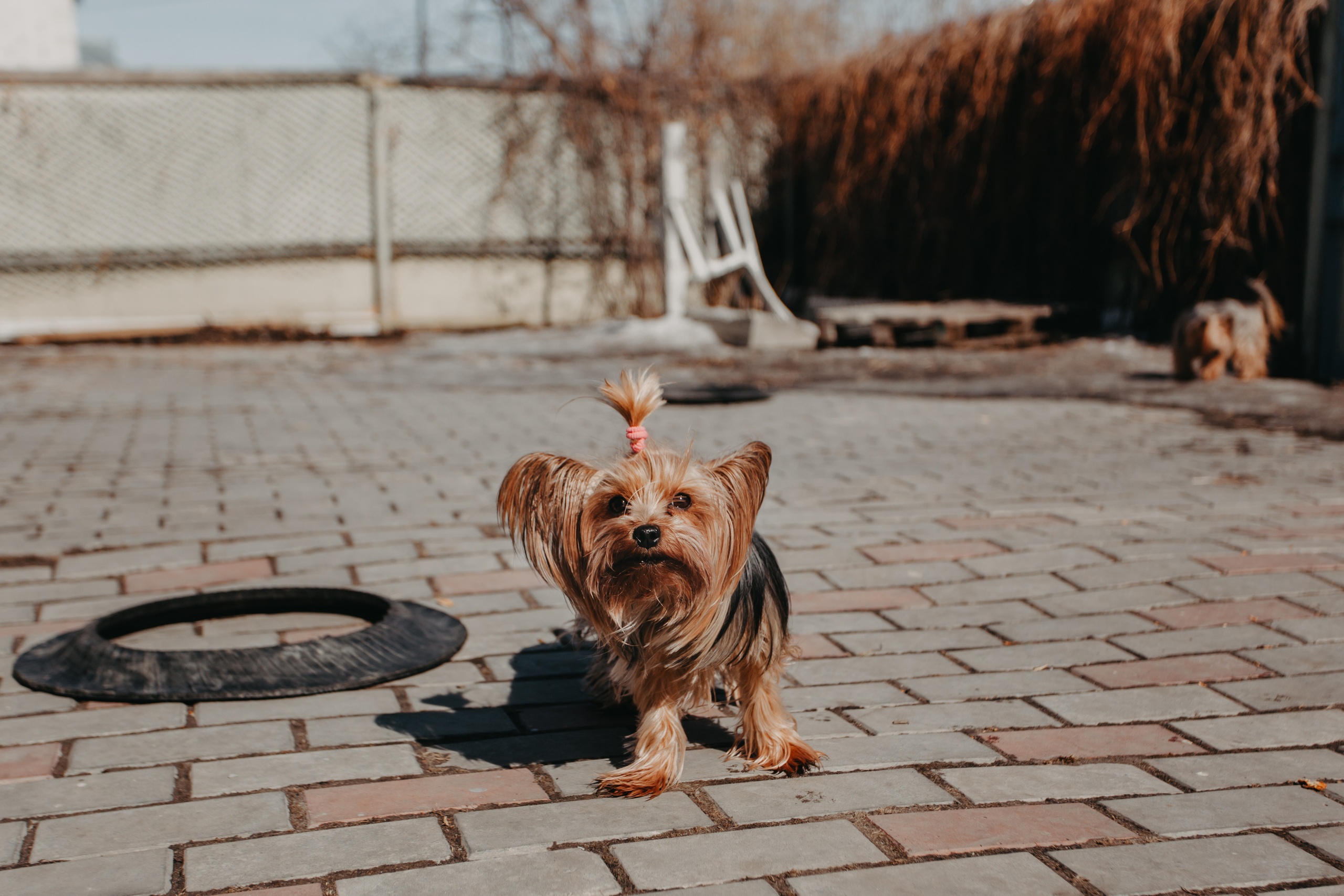 Первая домашняя съёмка. Фотограф Шелудкова Яна, город Тюмень