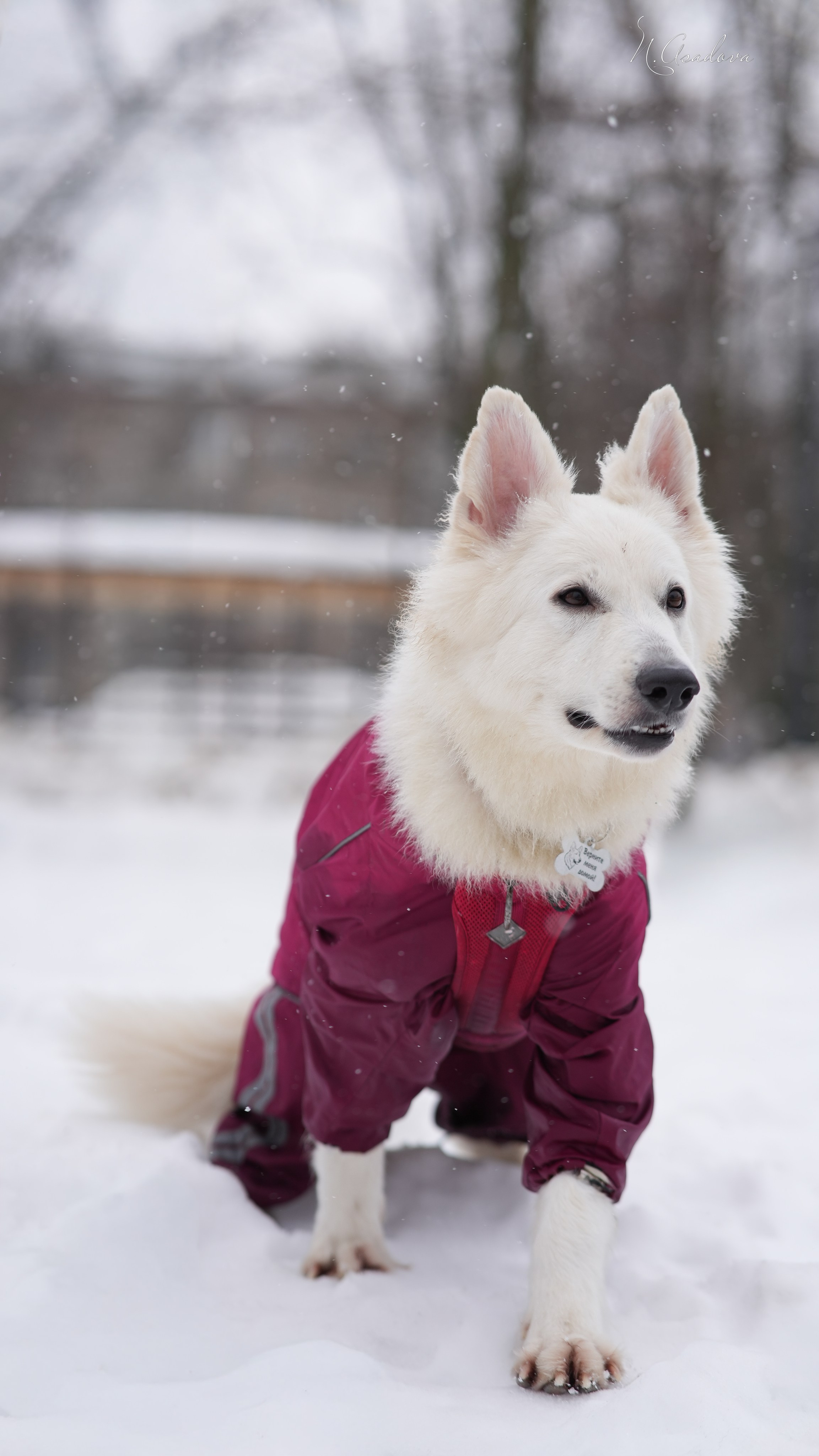 БШО Прити. Фотограф-анималист Асадова