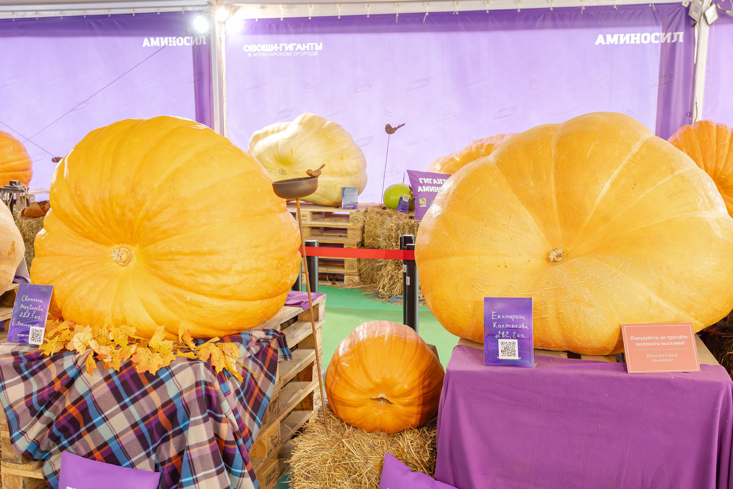 Овощи-гиганты. Александра Куликова фотограф, Москва