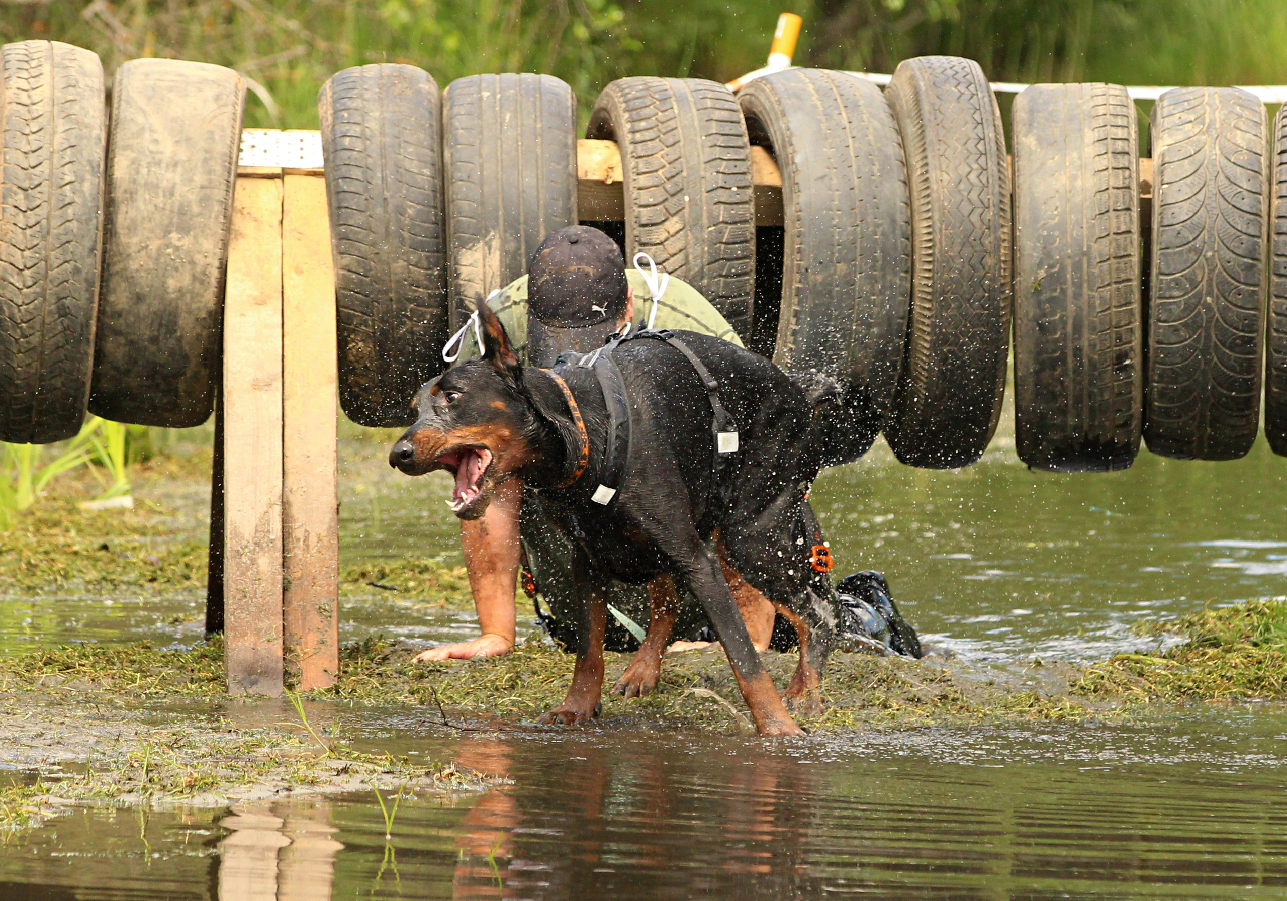 Хвостатый драйв. Семейный и детский фотограф в Москве и МО Елена Москвичева