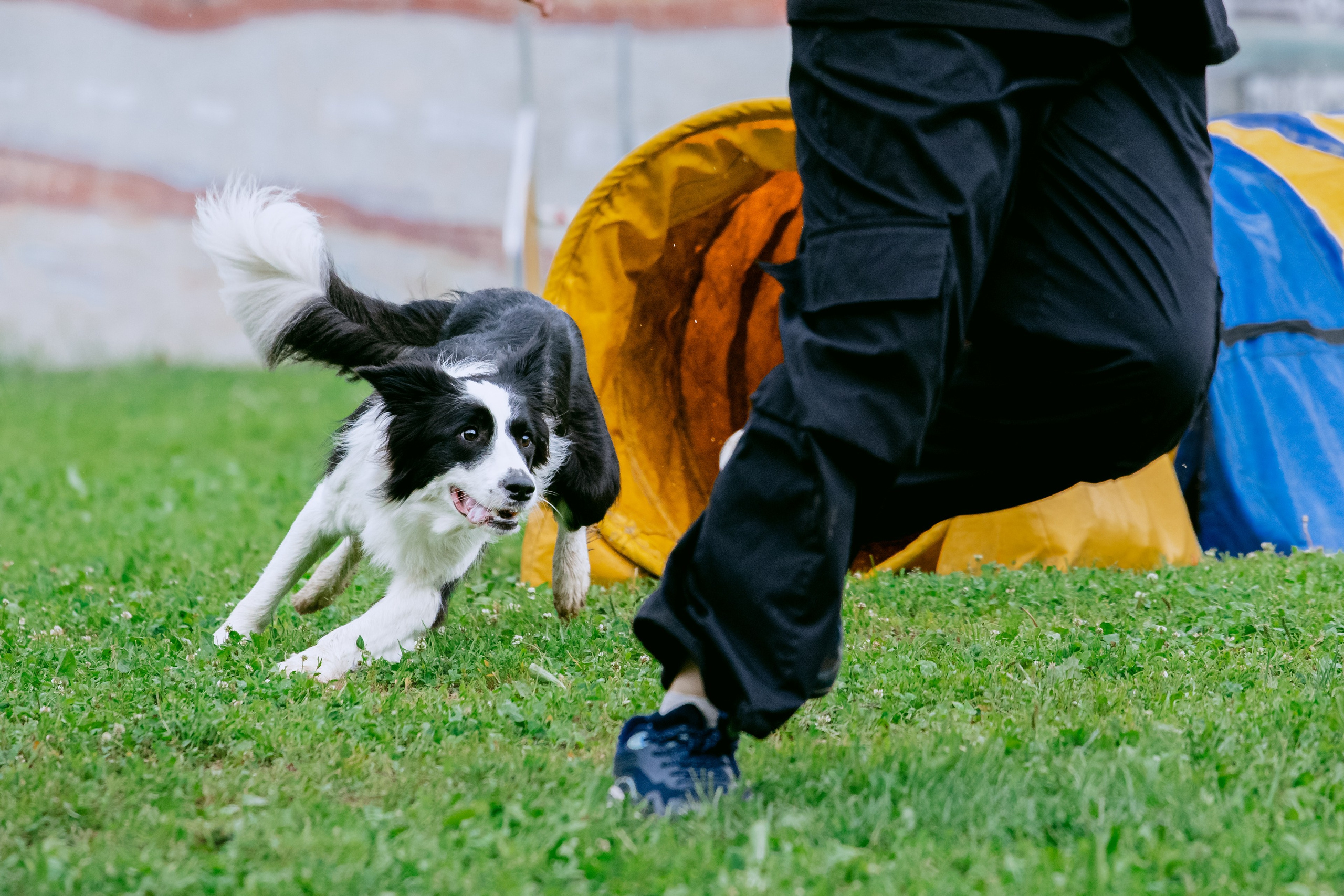 Соревнования по аджилити Долгопрудный 30.06.2025. Фотограф-анималист Татьяна Степанова