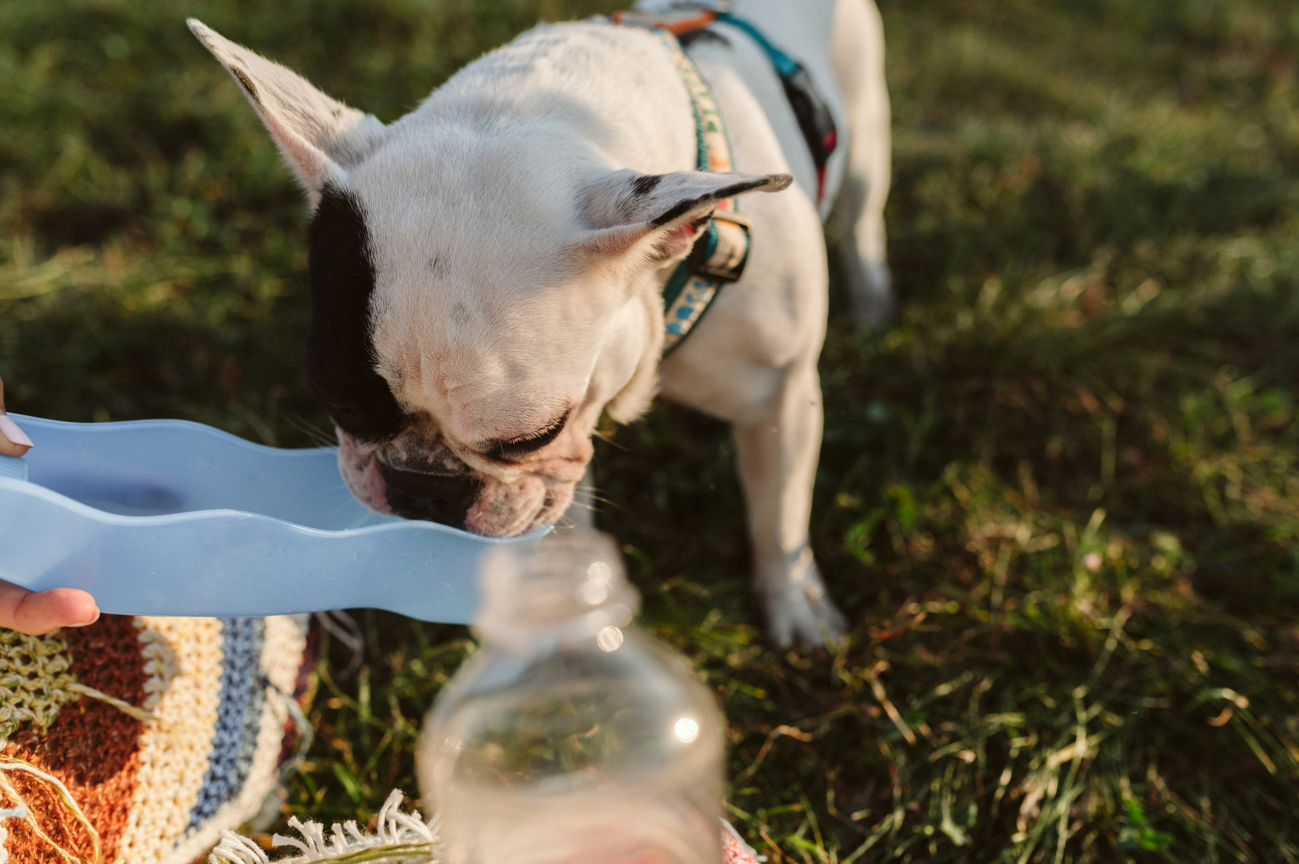 Инна и Белль. Фотограф анималист в Москве Ольга Агушева