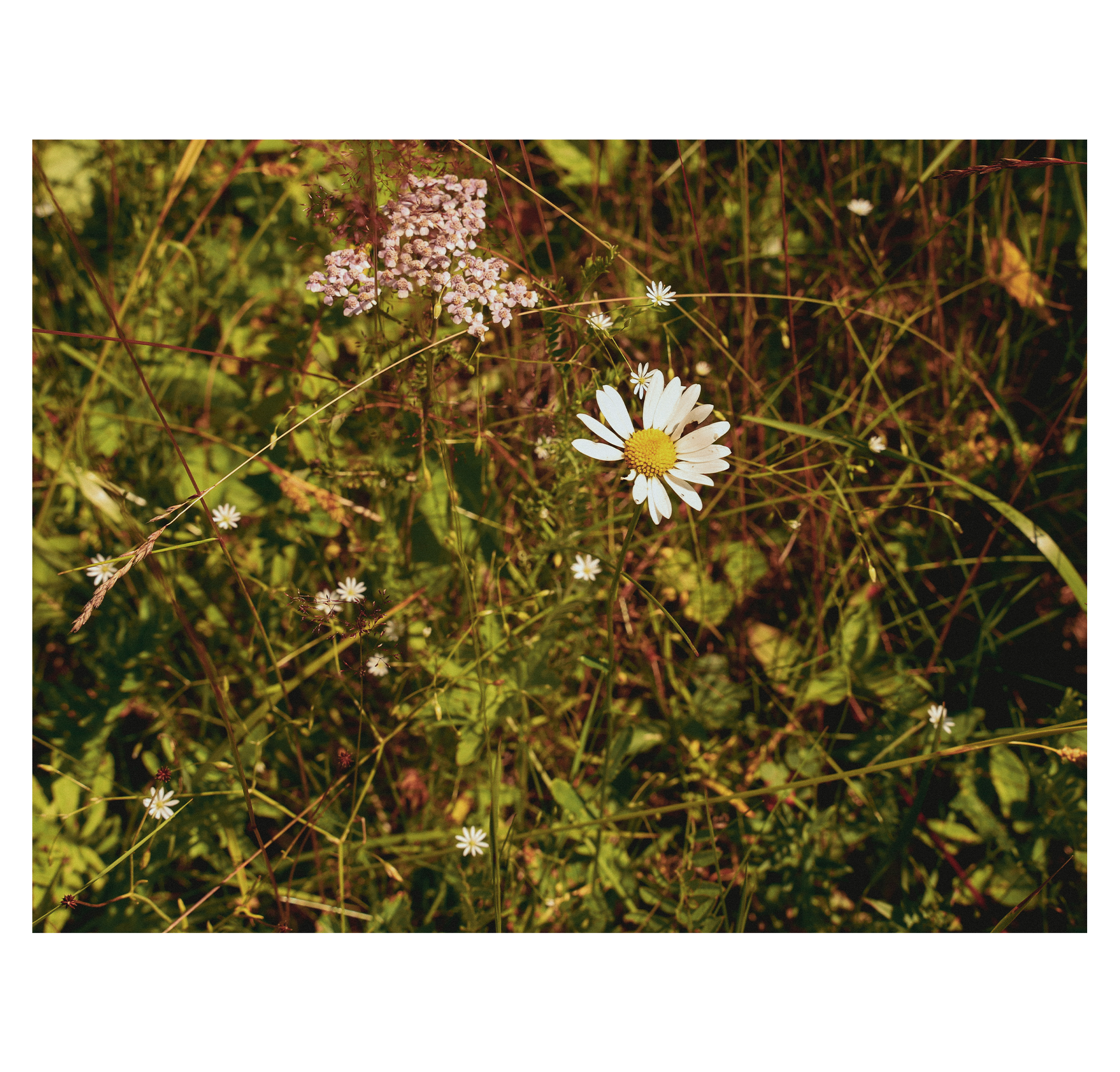 Summer hike. Фотограф/дизайнер в Екатеринбурге Хитрый Дмитрий