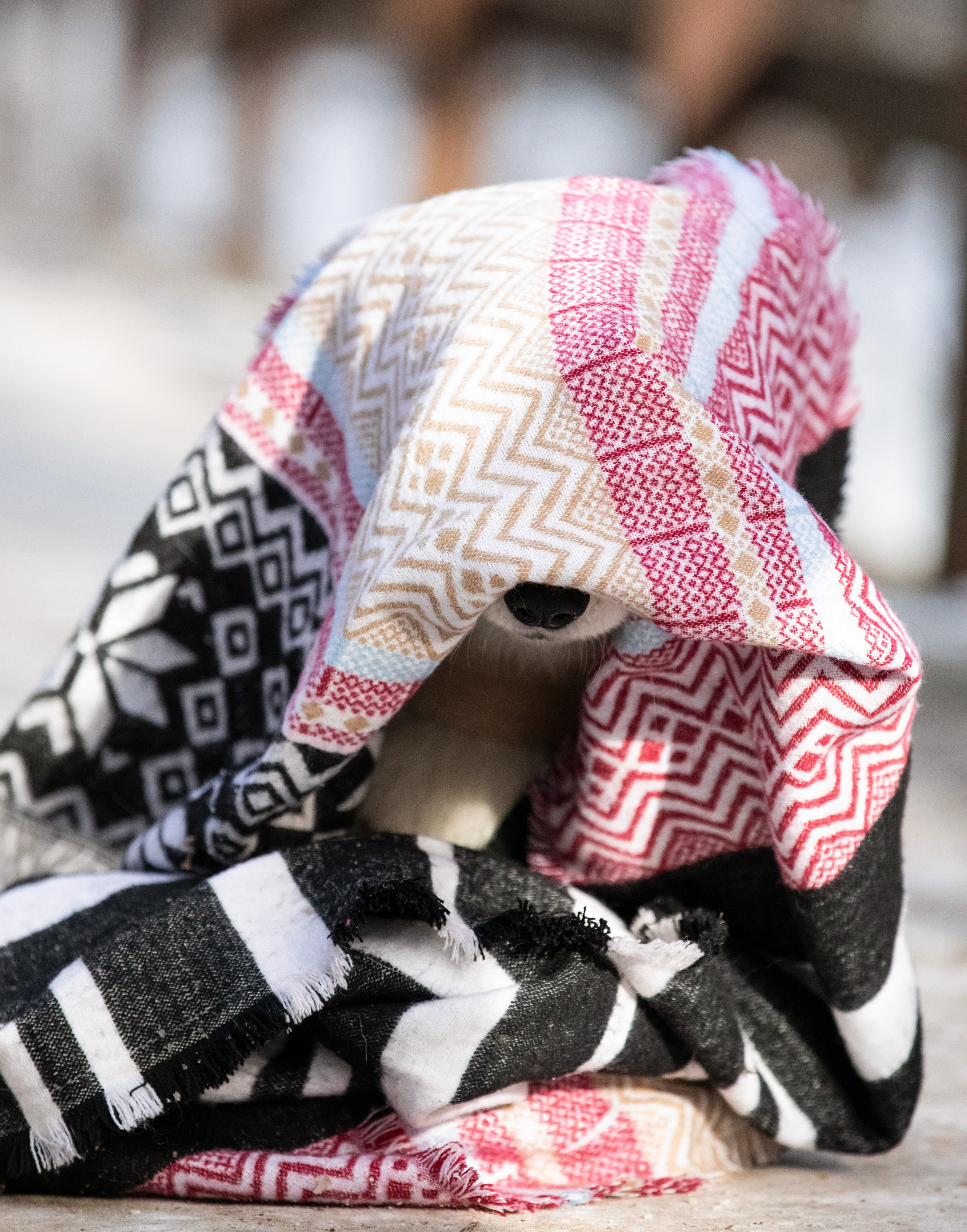 Даша и Дживс. Фотограф-анималист Смирнова Клеопатра|Москва