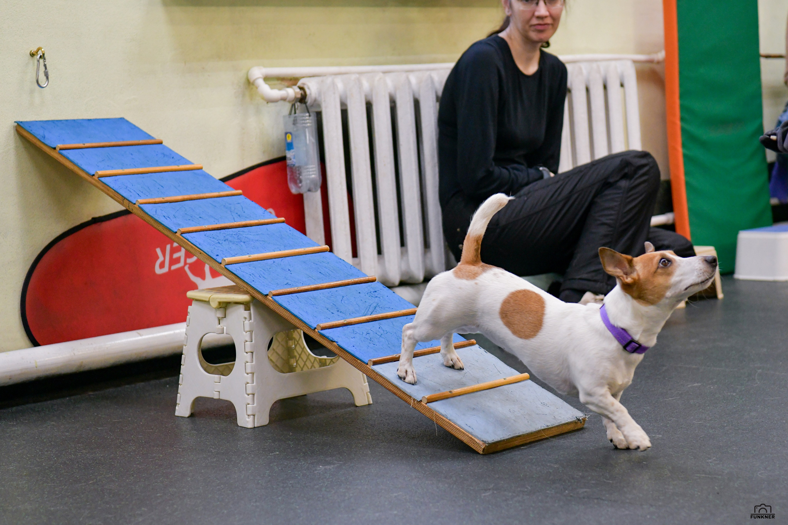Кинологический клуб «Бодрый хвост». Свой взгляд через объектив