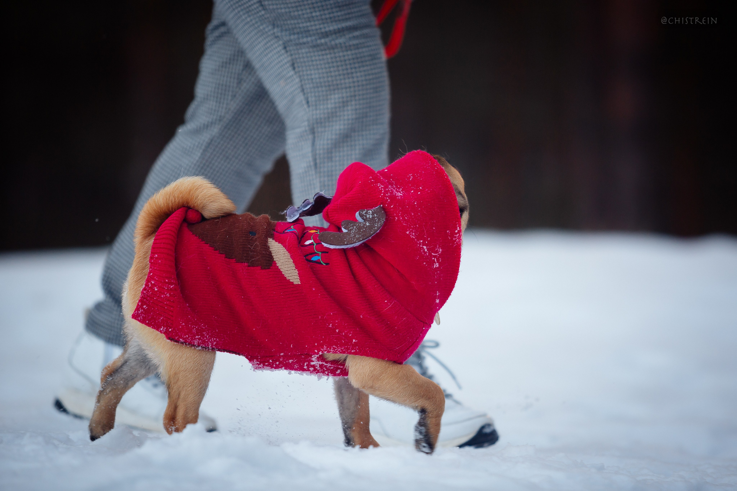 Новогоднее настроение. Роза. Фотограф-анималист Наталия Чистюхина в г. Сосновый Бор и ЛО