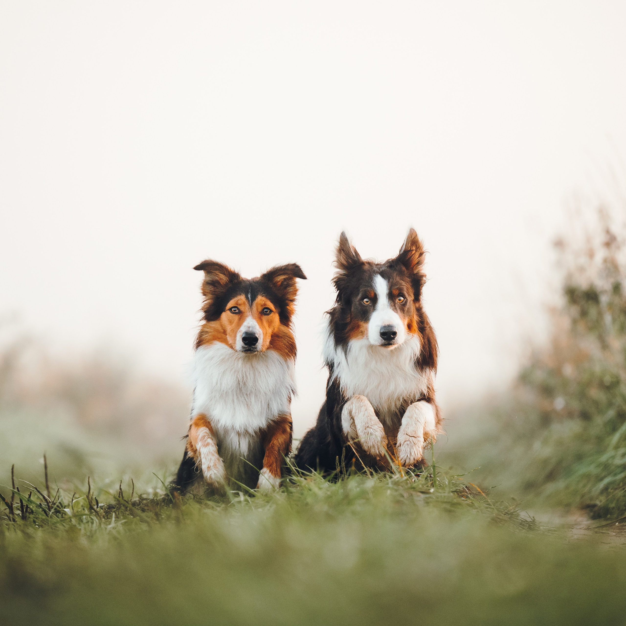Саша, Флик и Эсприт. Семейный фотограф анималист Ананьева Мария — Москва