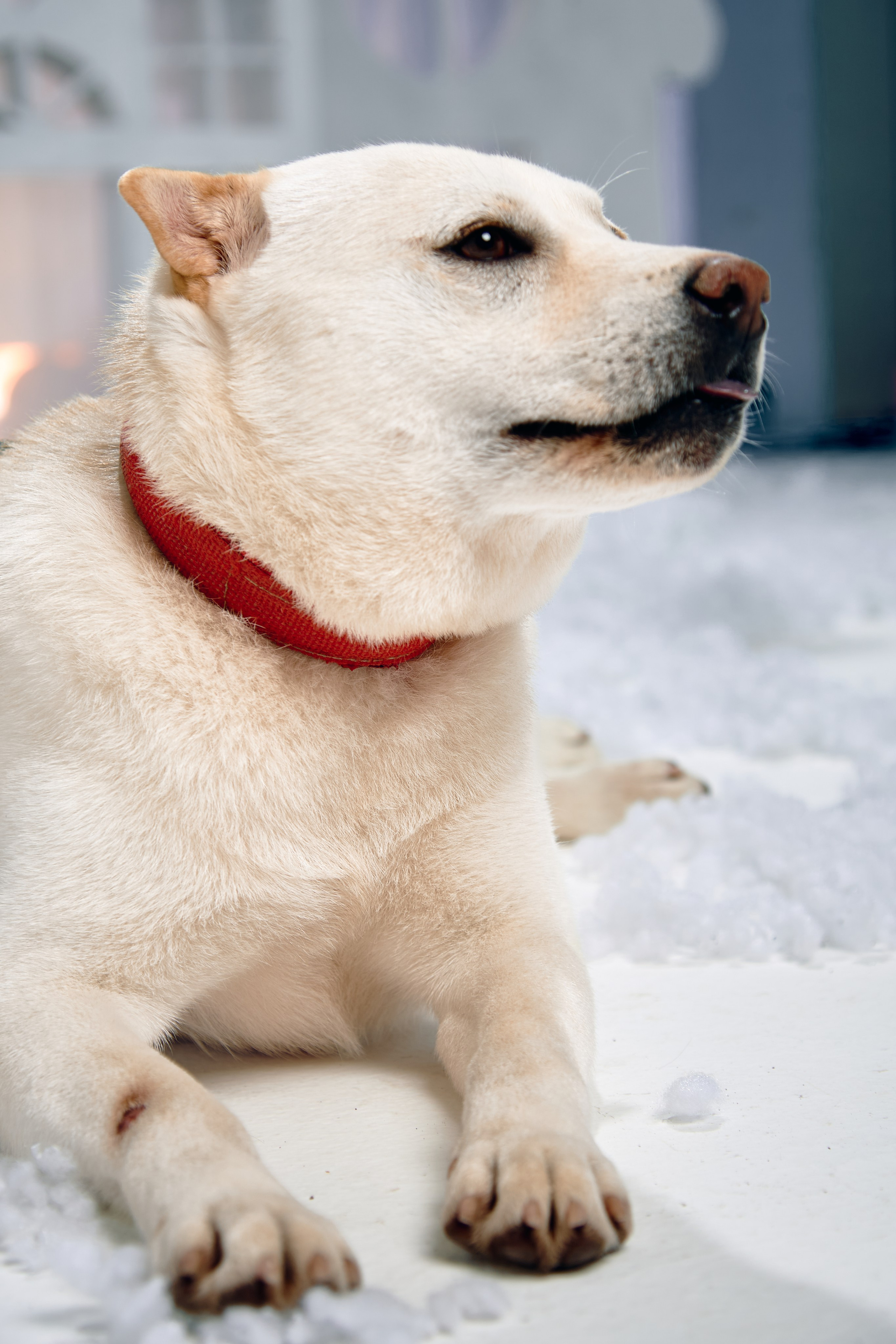 Съемка с питомцами из приюта. Фотограф Алматы Ольга Photodooshy